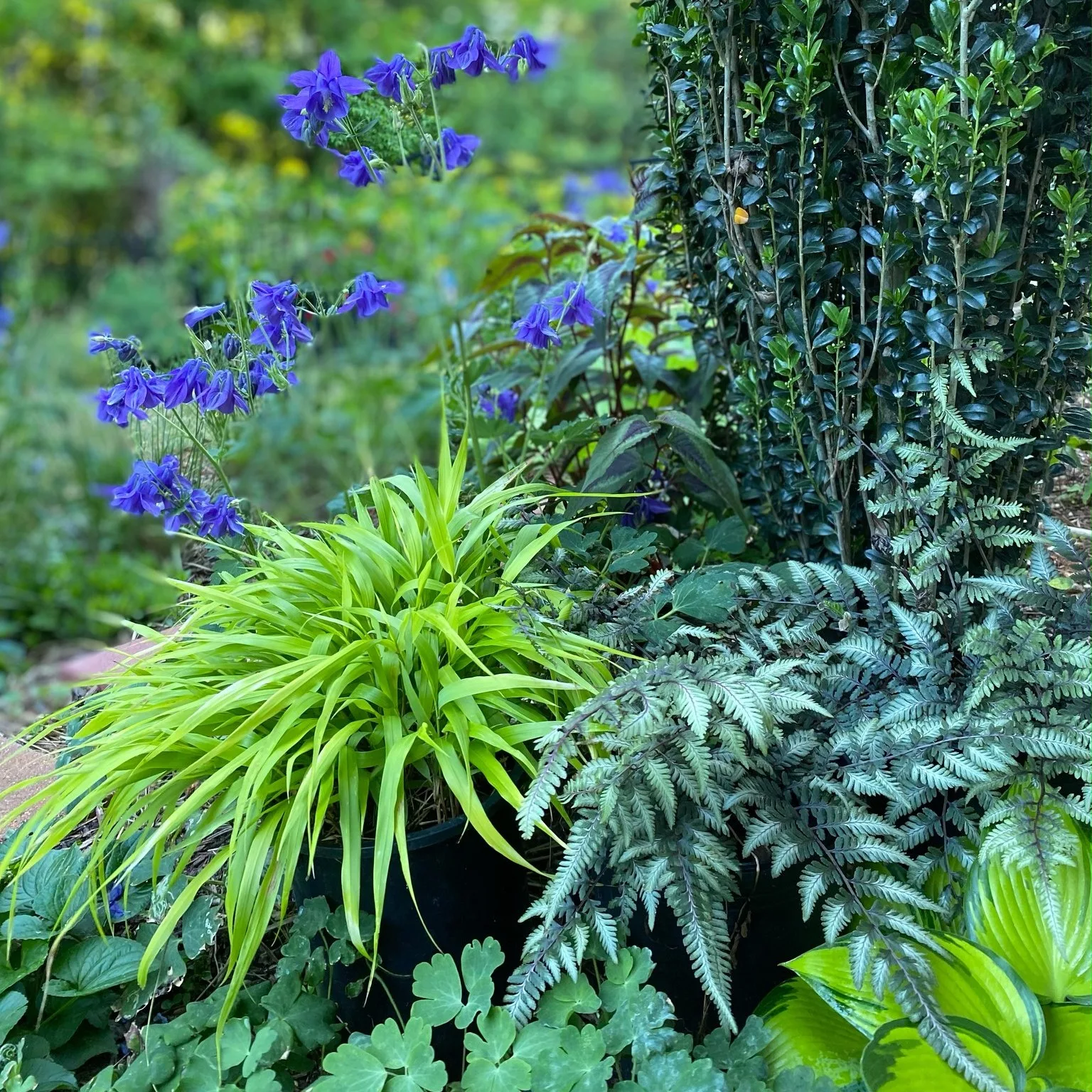 A well-tended garden bed in full health