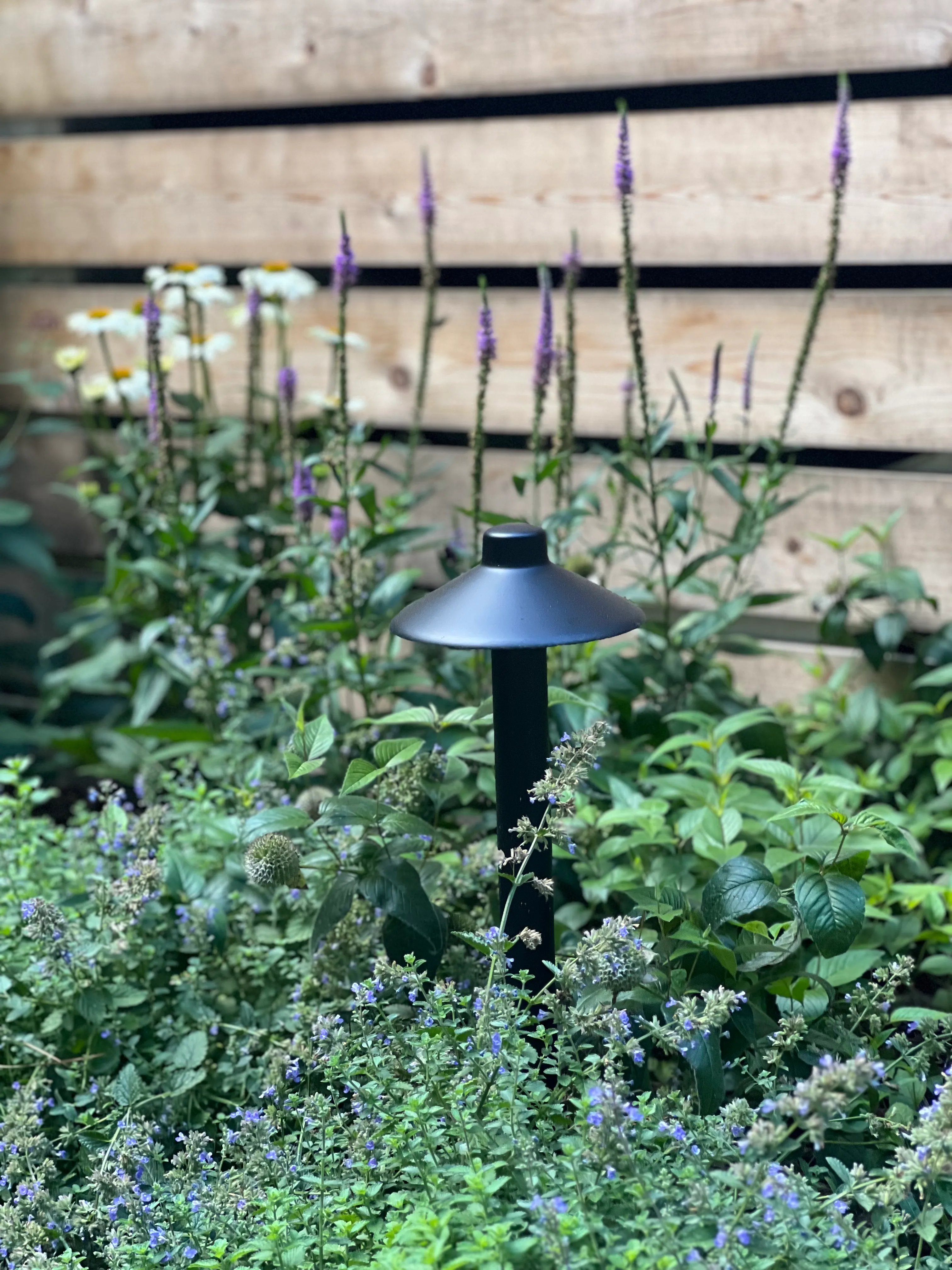 A low-voltage path light set among catmint, veronica and daisies