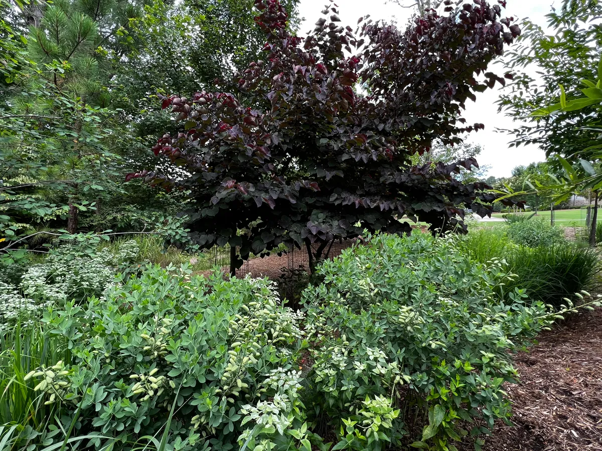 A layered native North Carolina garden in bloom