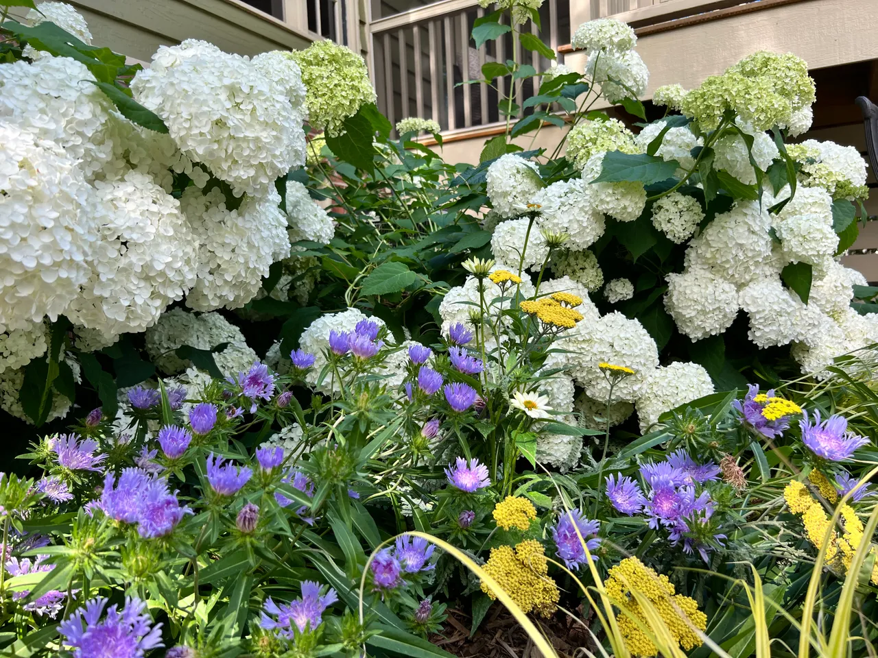 Hydrangea, stokesia and yarrow woven together