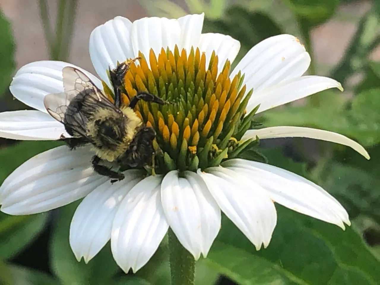 A bee resting on a white coneflower