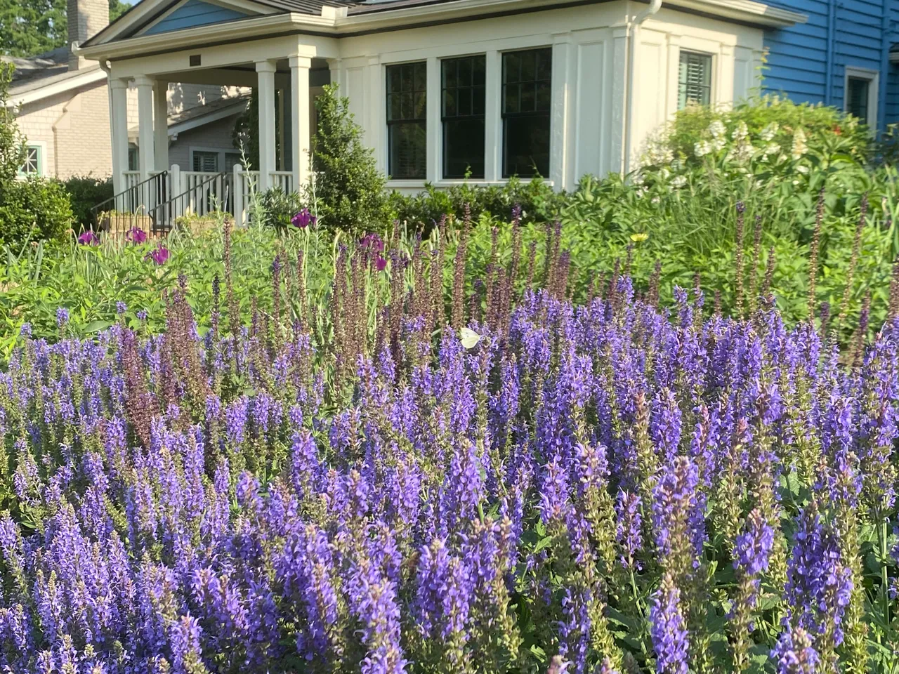 Baptisia in the front garden, looking down the street