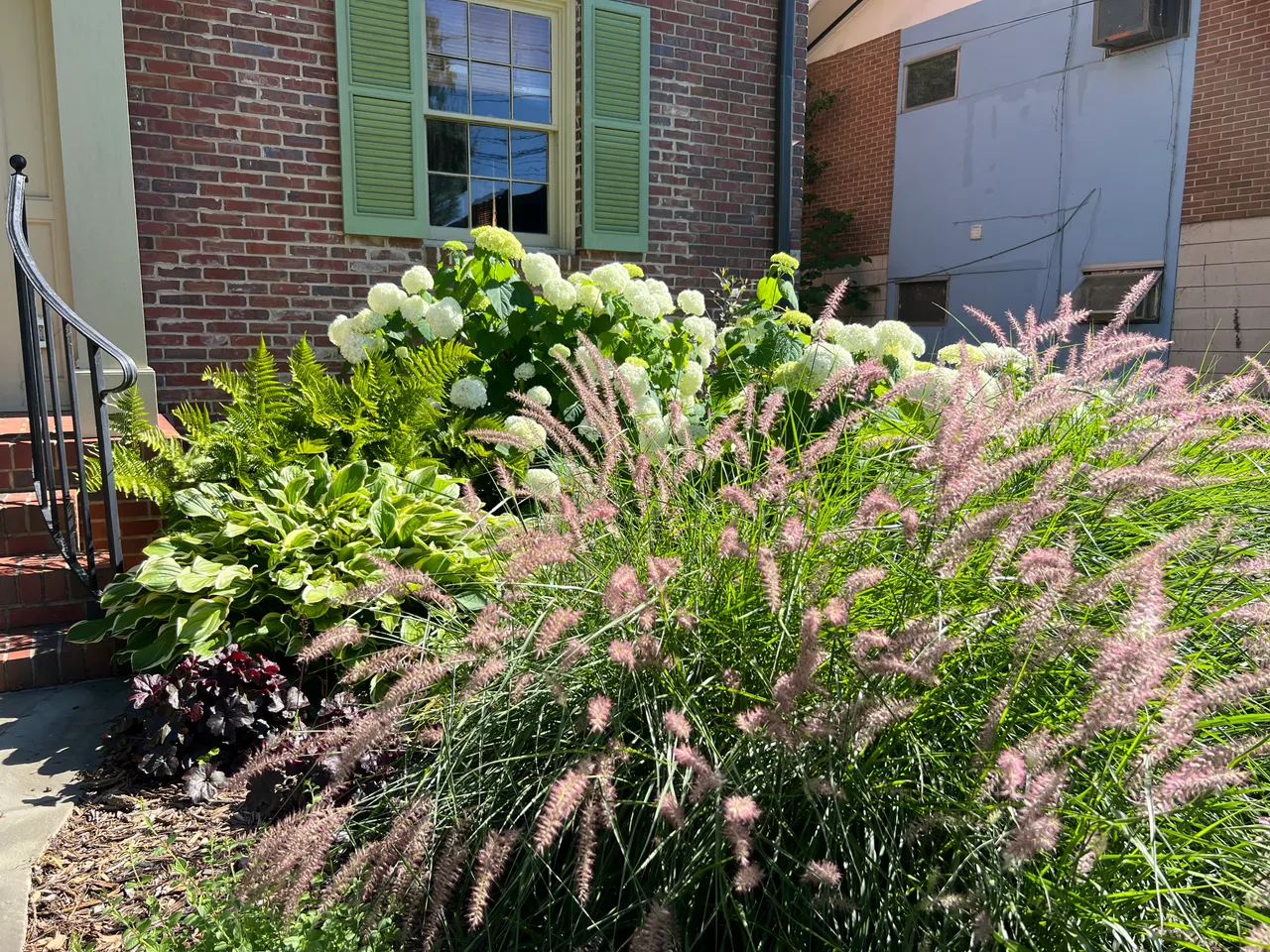 Fountain grass and hydrangea in the side bed