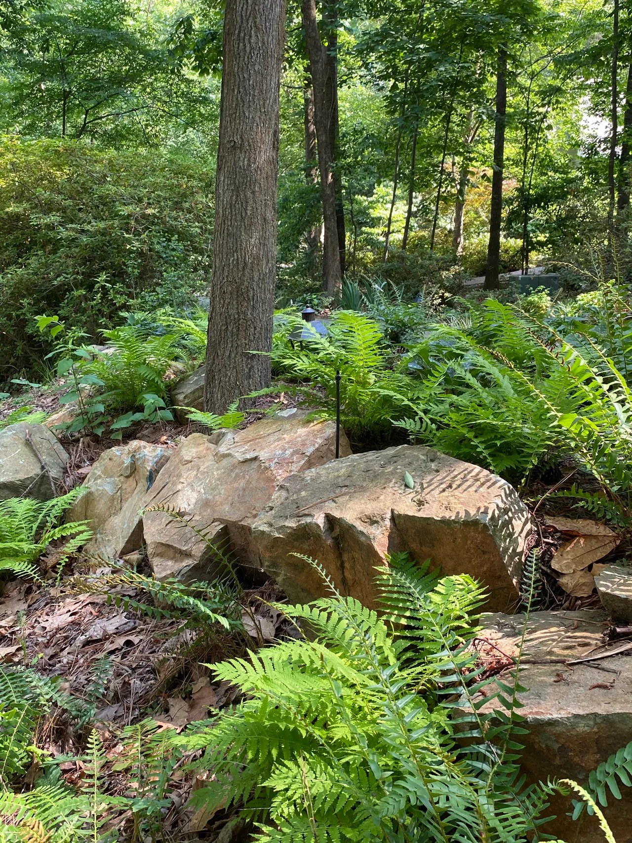 Ferns tucked among boulders in the woodland bed