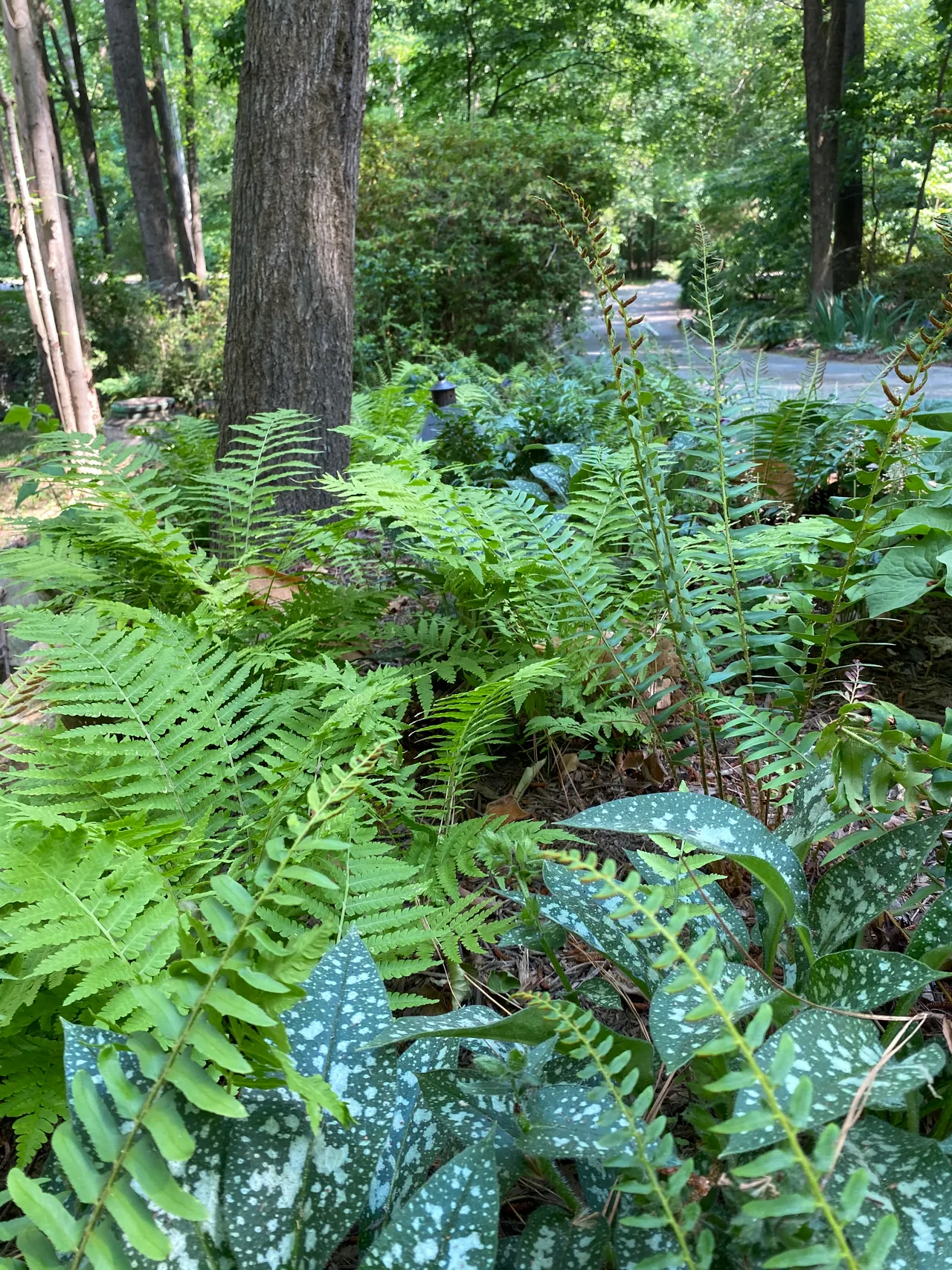 Fern and pulmonaria detail against the fence