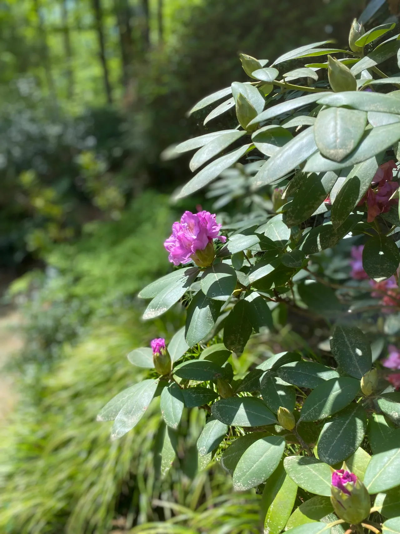 Rhododendron in bloom beside a fern-lined path