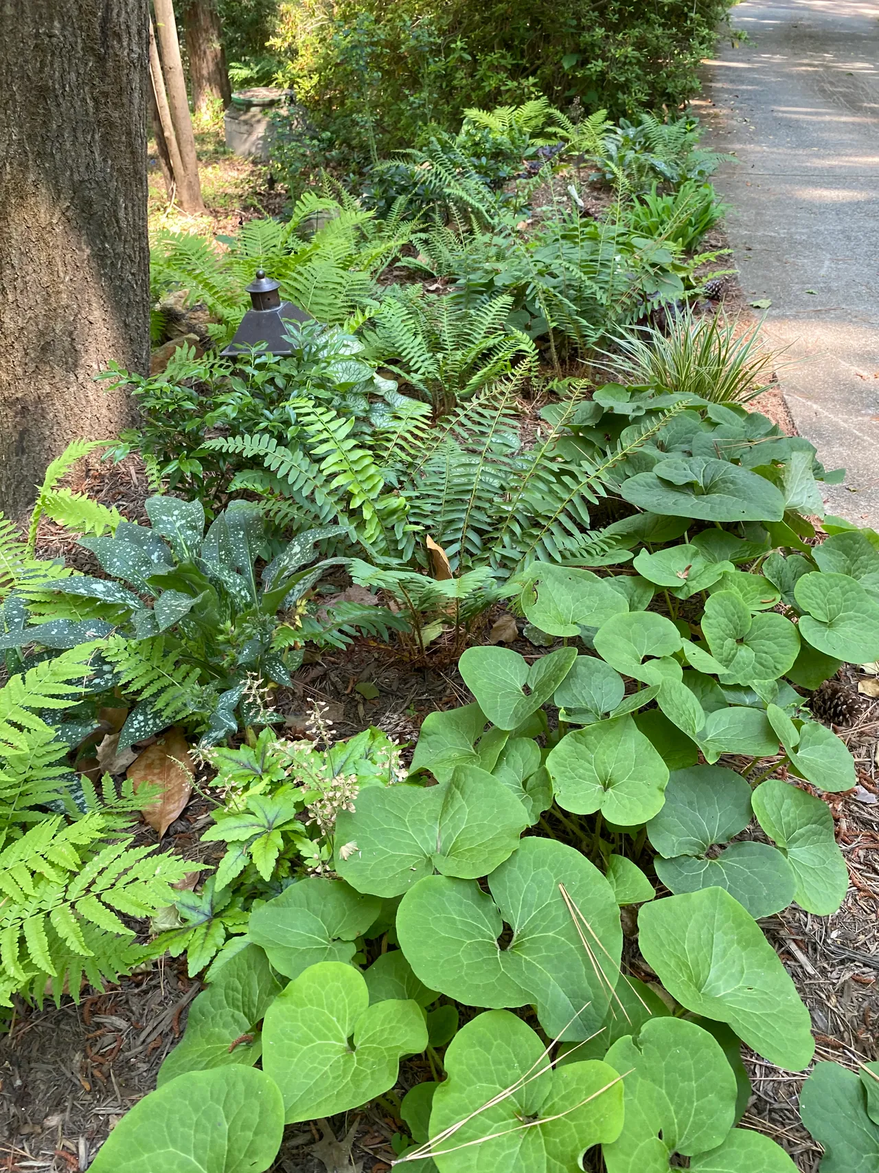 Shade bed of wild ginger, fern and pulmonaria along the fence