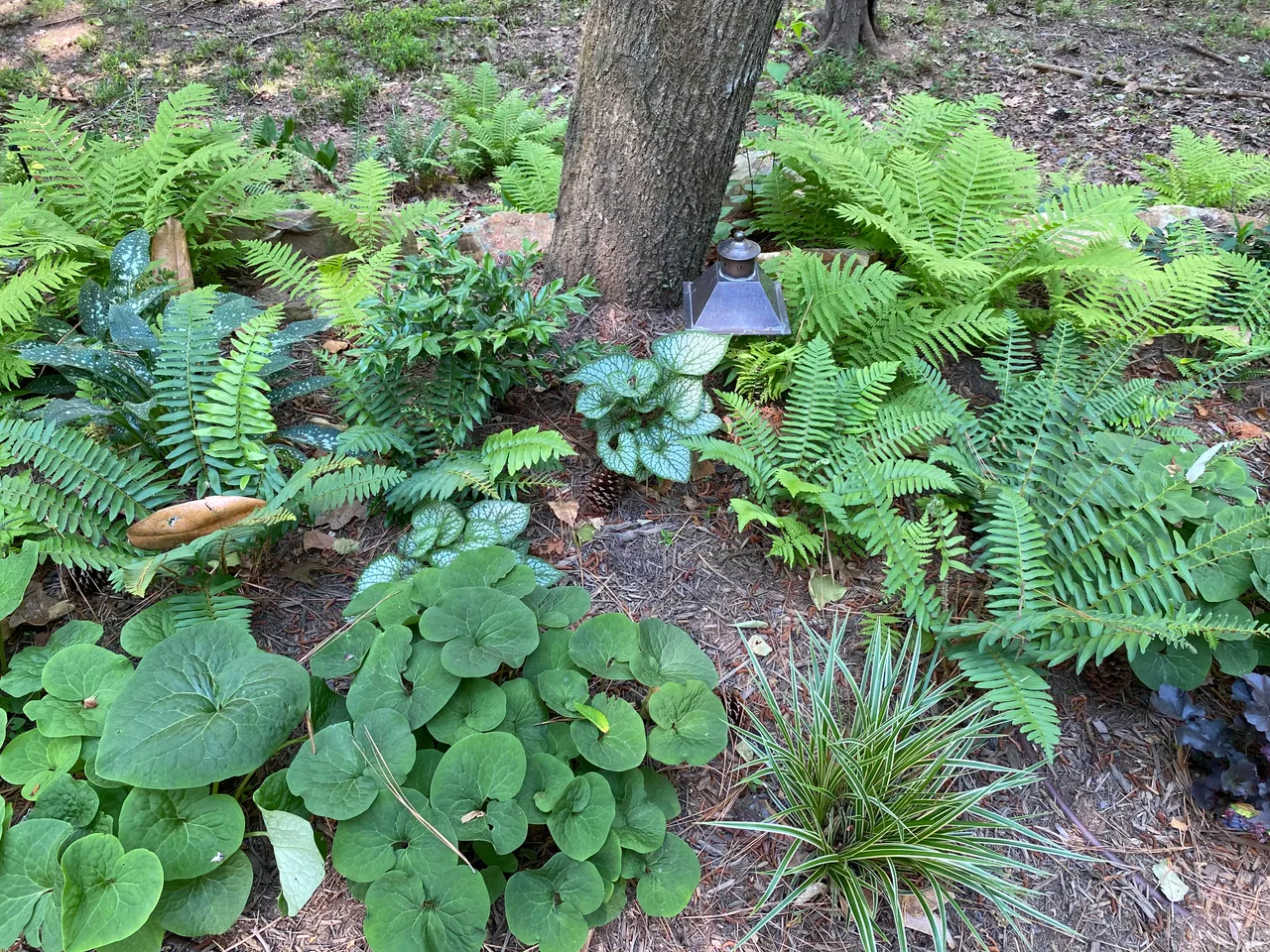 Fern, ginger and pulmonaria underplanting the base of a tree