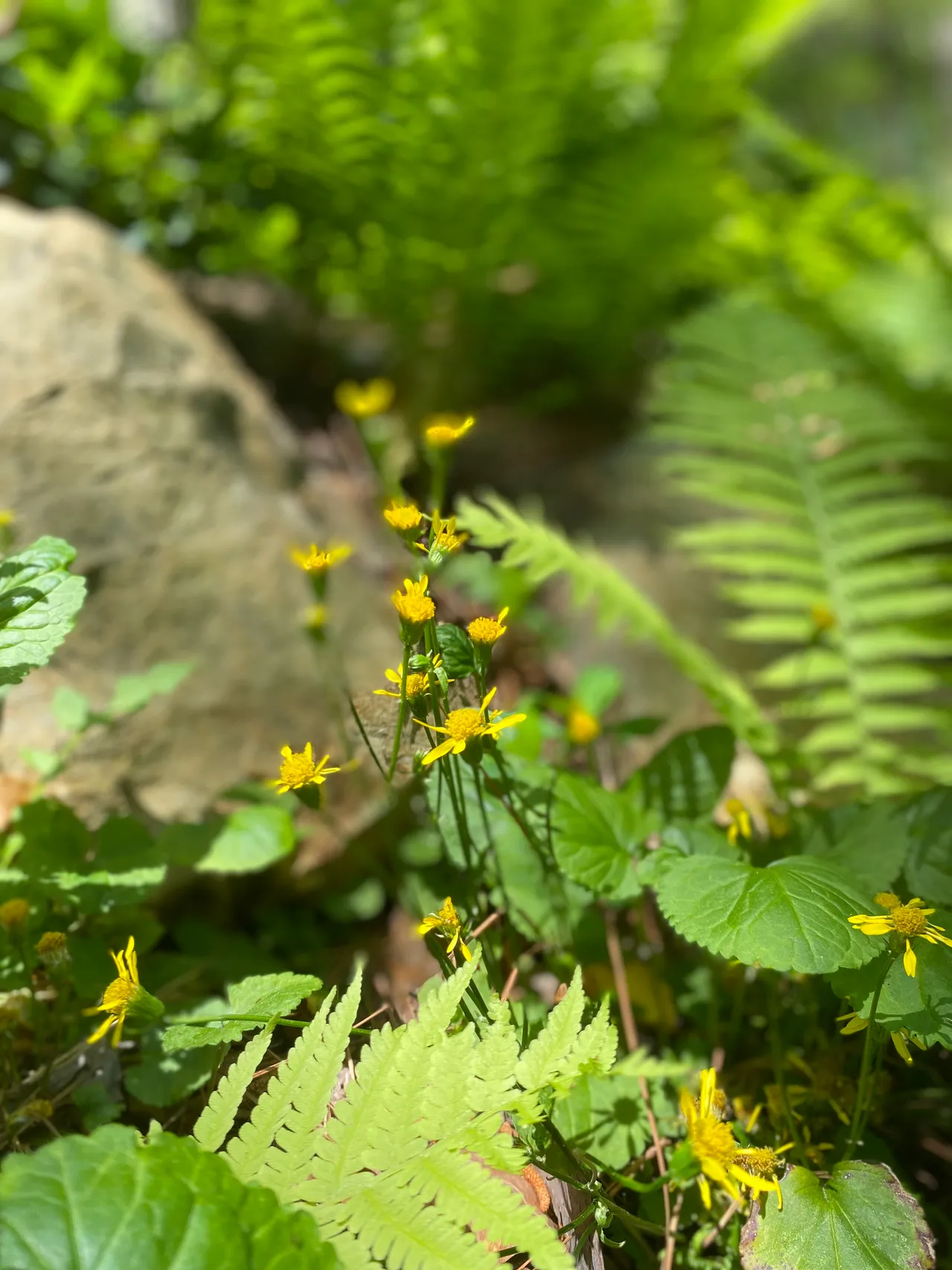 Yellow chrysogonum blooming beside a fern and boulder