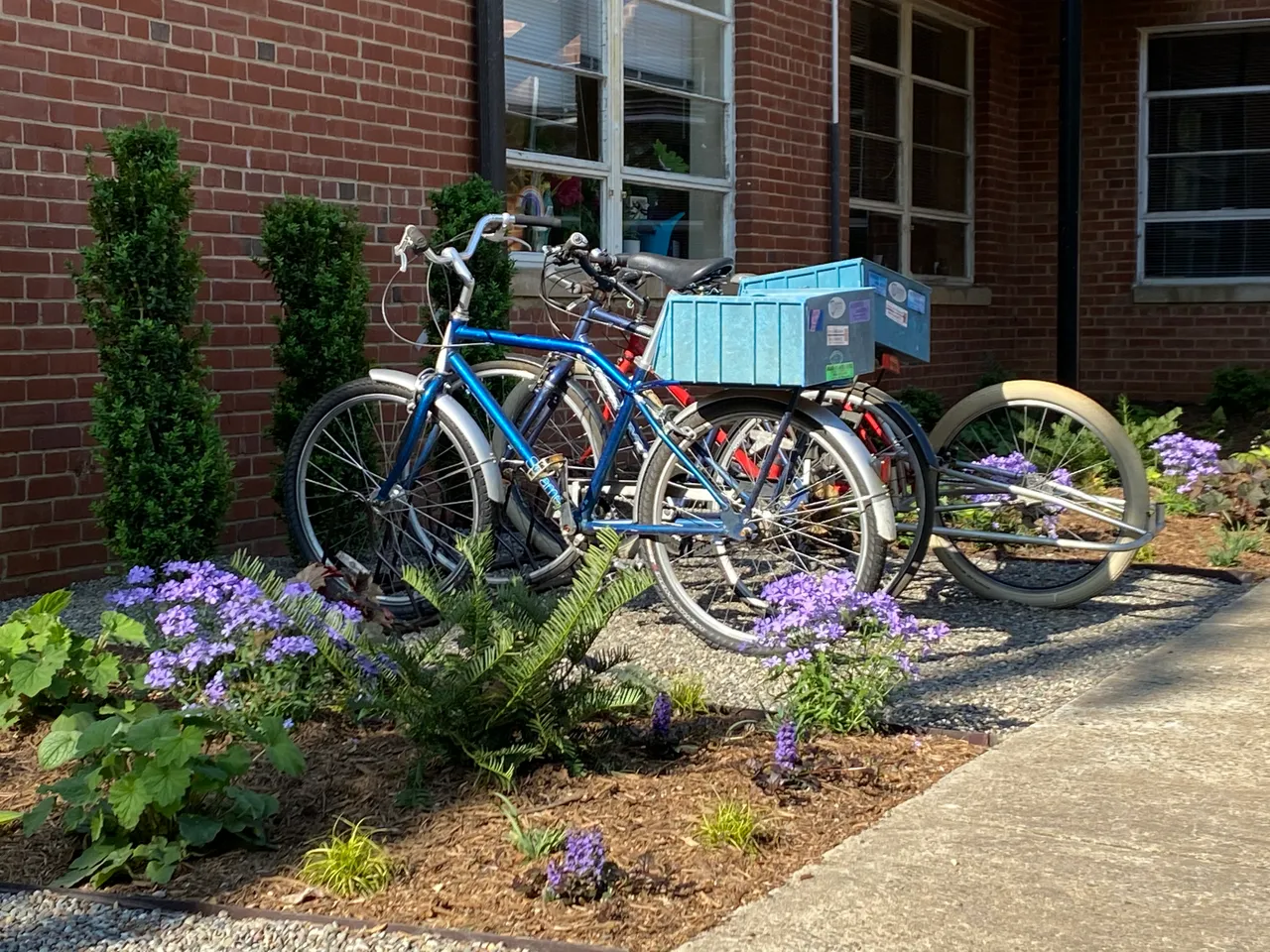 Bicycles beside a pollinator garden