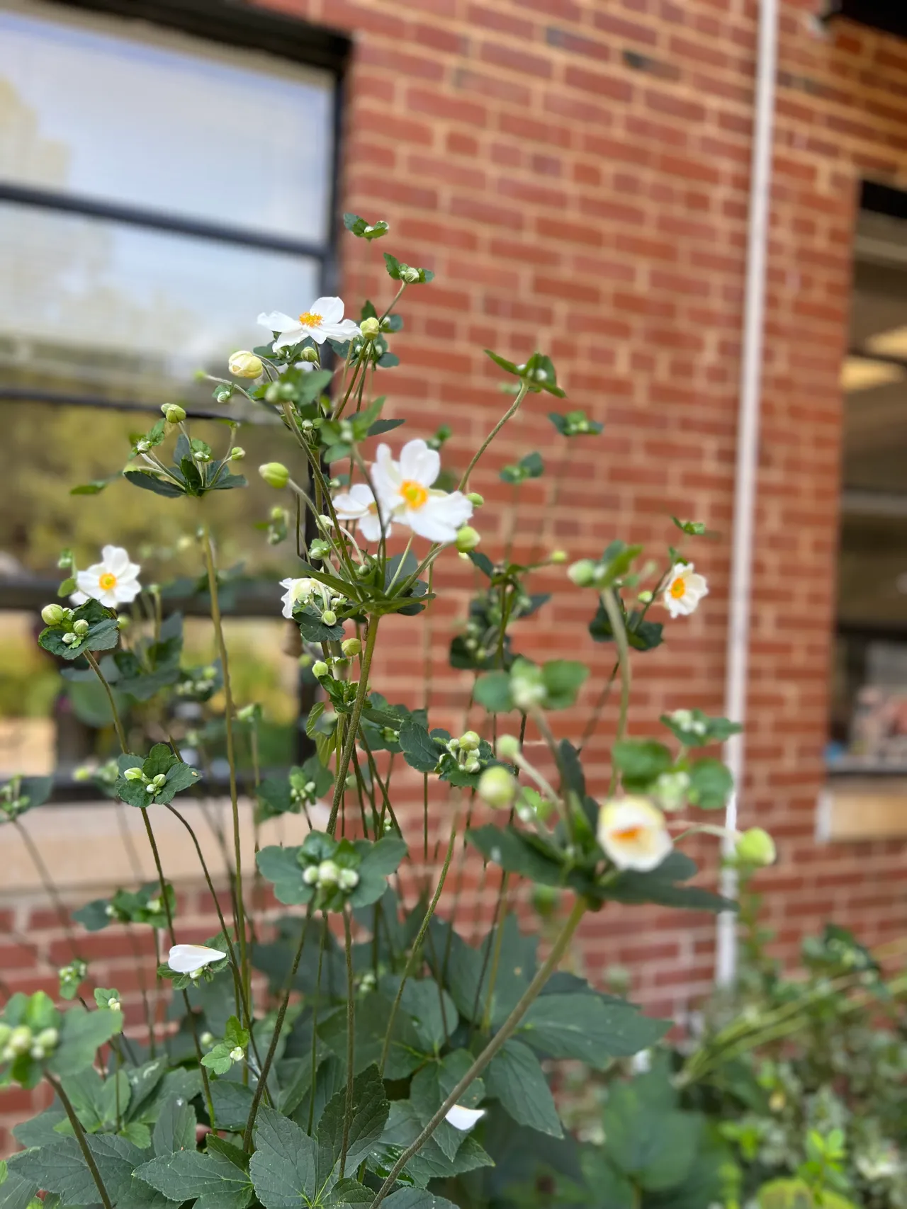 Japanese anemone in bloom against the brick building