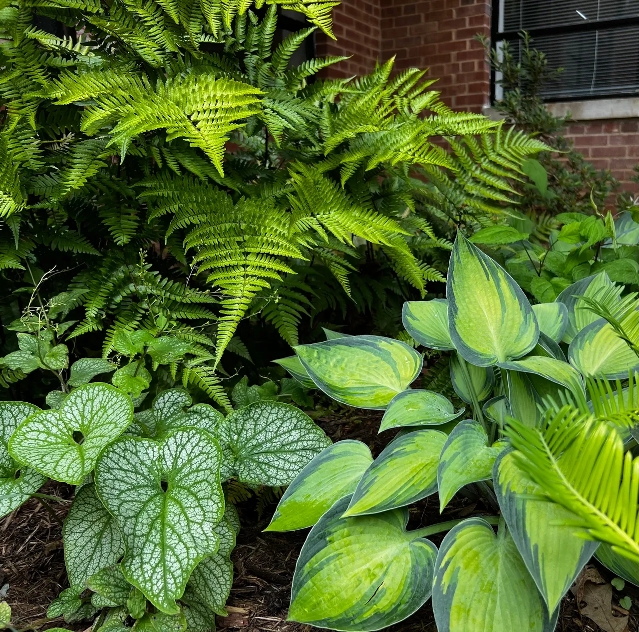 Fern, brunnera and hosta woven together, bed detail
