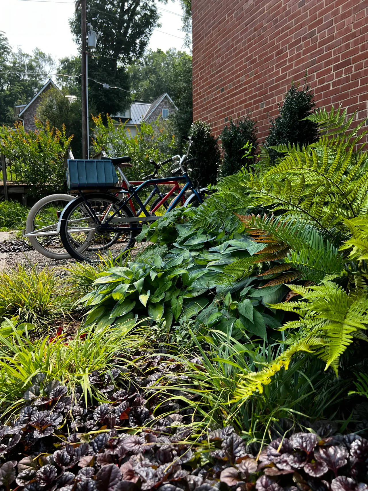 Fern, hosta and ajuga shade bed beside the bike racks