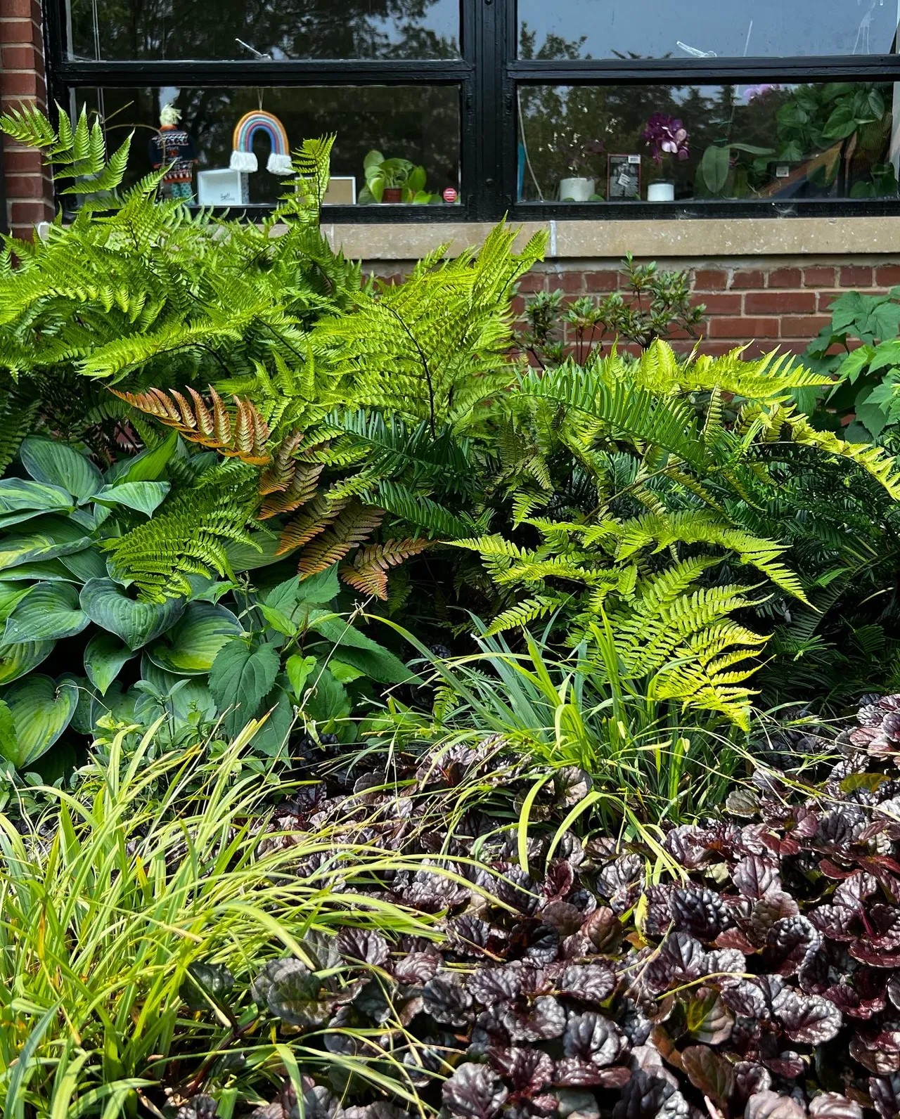 Fern, hosta and ajuga, shade bed detail