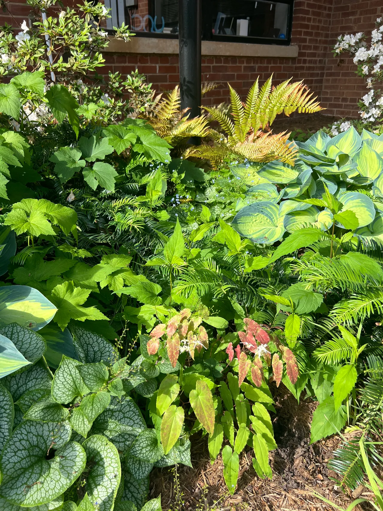 Overhead view of the hosta, fern and hydrangea shade bed