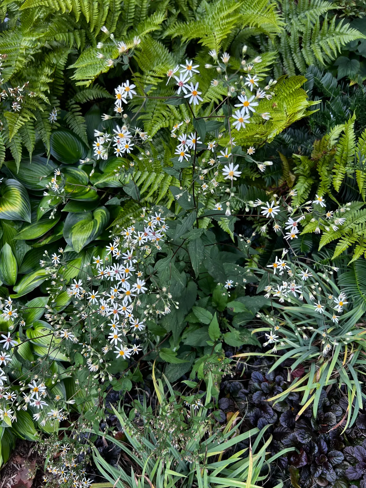 White aster and fern detail in the shade bed