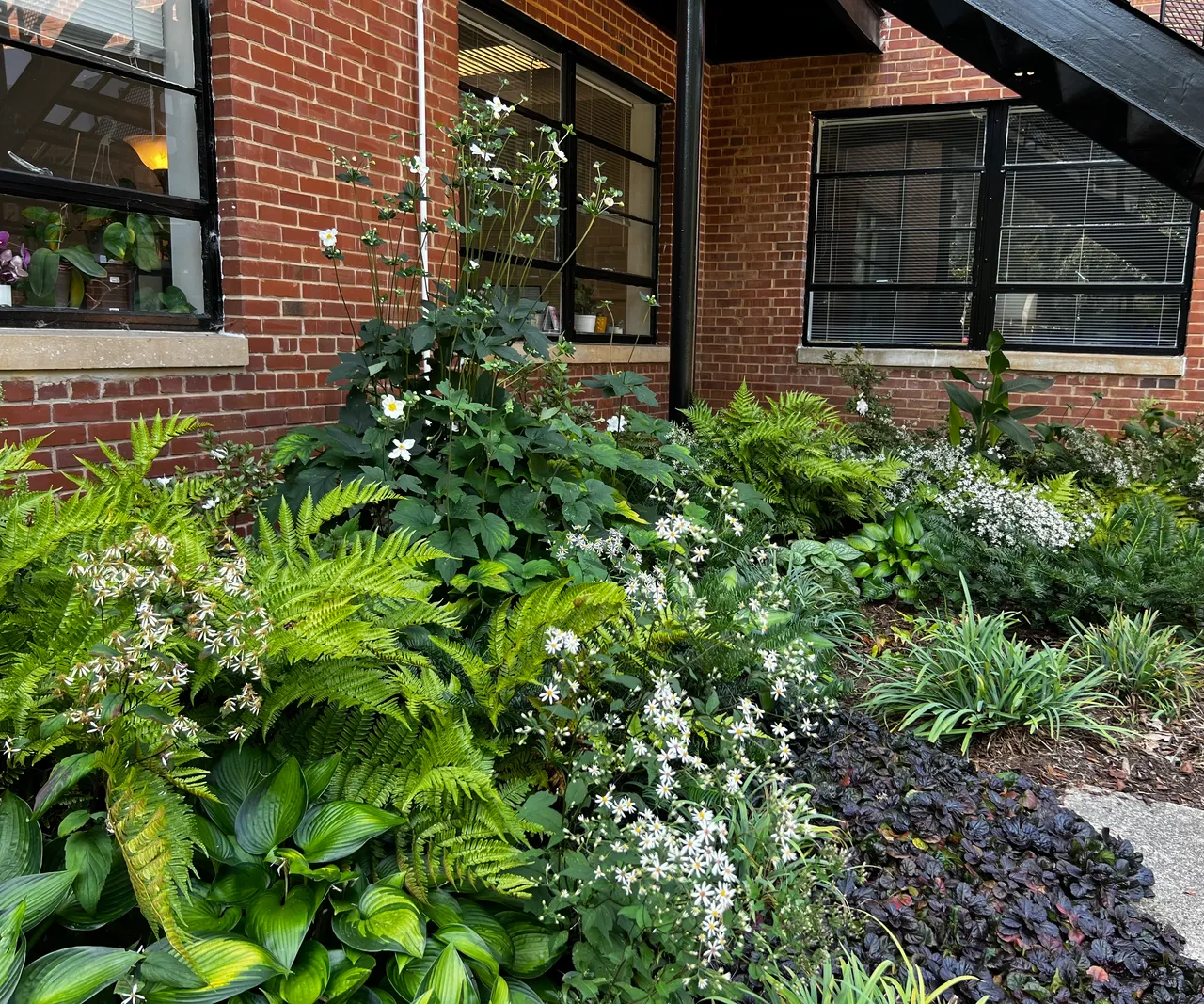 Hosta, fern and assorted plants against a brick wall