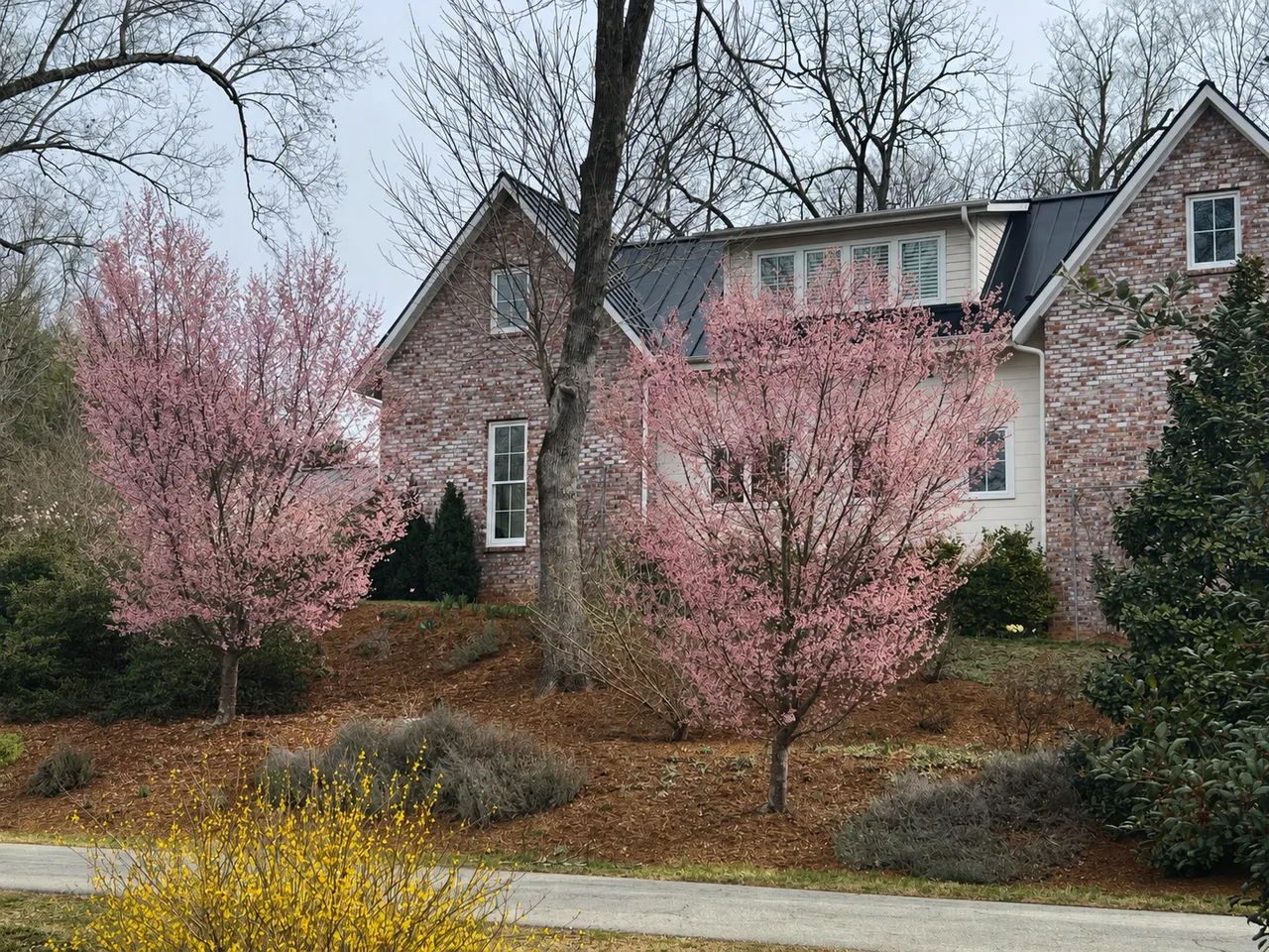 Front of the house with cherry trees blooming in early spring
