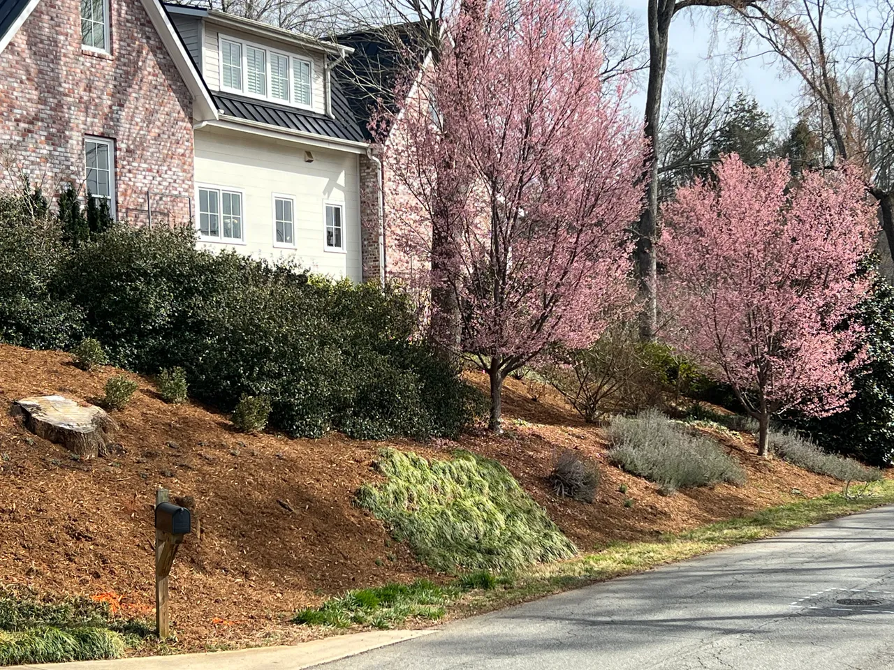 Cherry trees on the slope, seen from the street in early spring