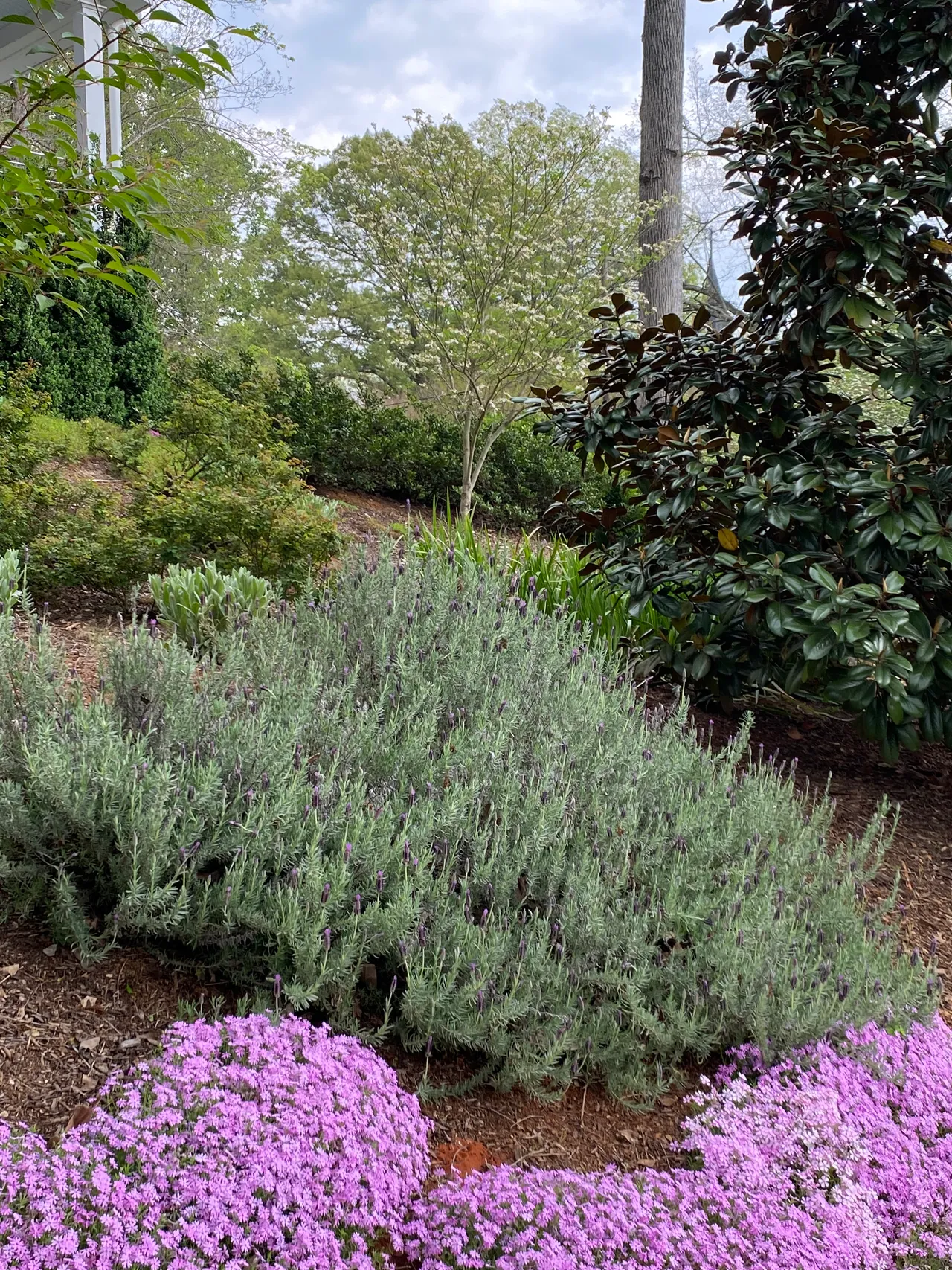 Lavender and phlox border, spring detail