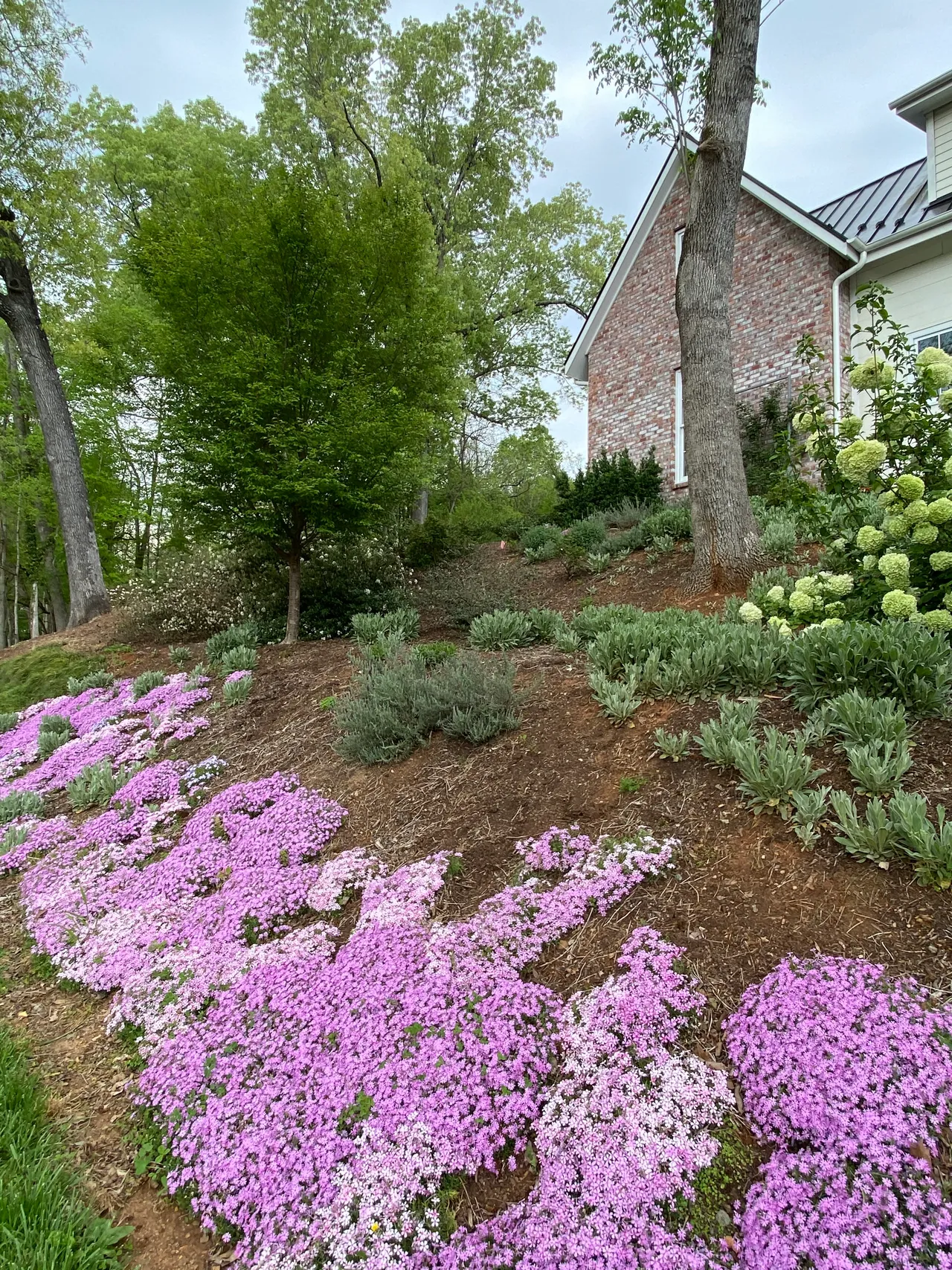 A carpet of phlox with hydrangea and lavender on the spring slope