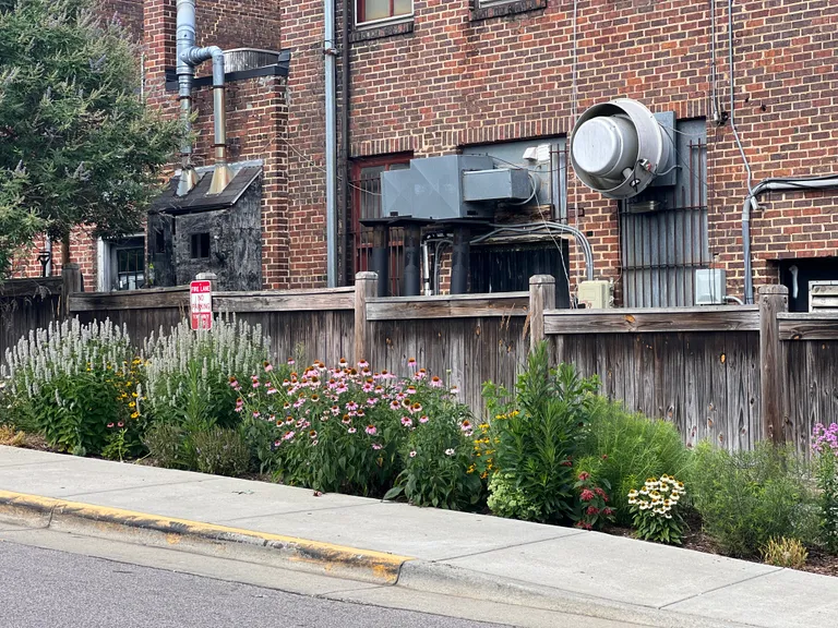 Fence bed of agastache, echinacea and rudbeckia seen from the street