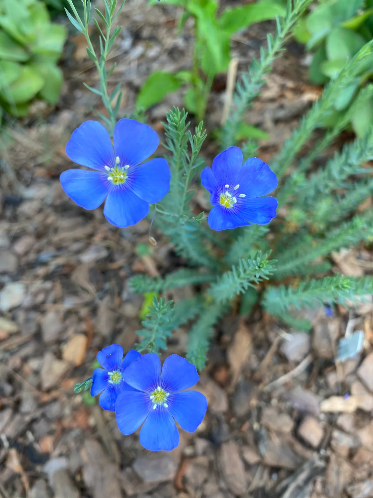 Macro of blue flax blooming in the garden bed