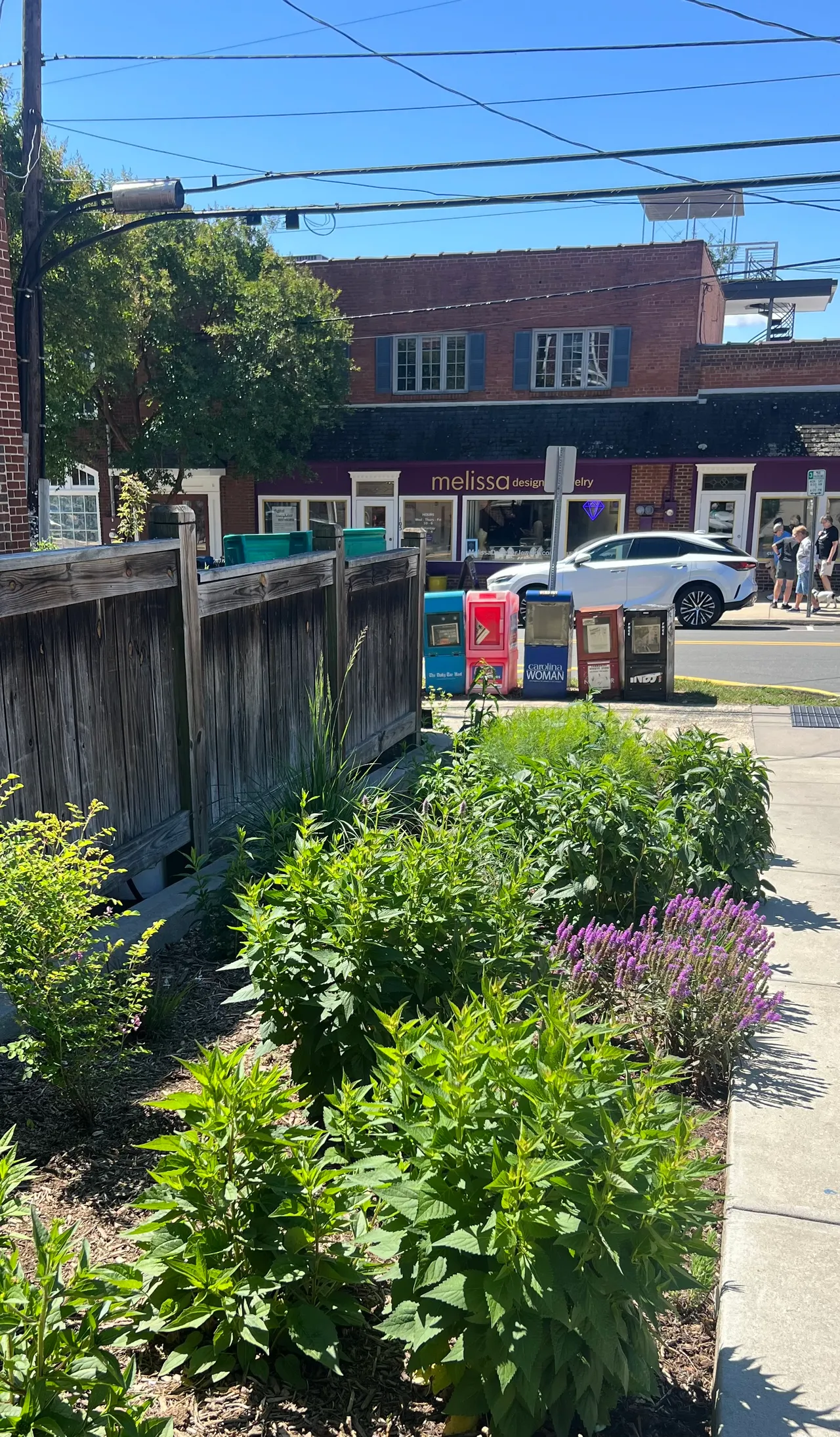 Sidewalk pollinator bed of salvia and coneflower, freshly installed
