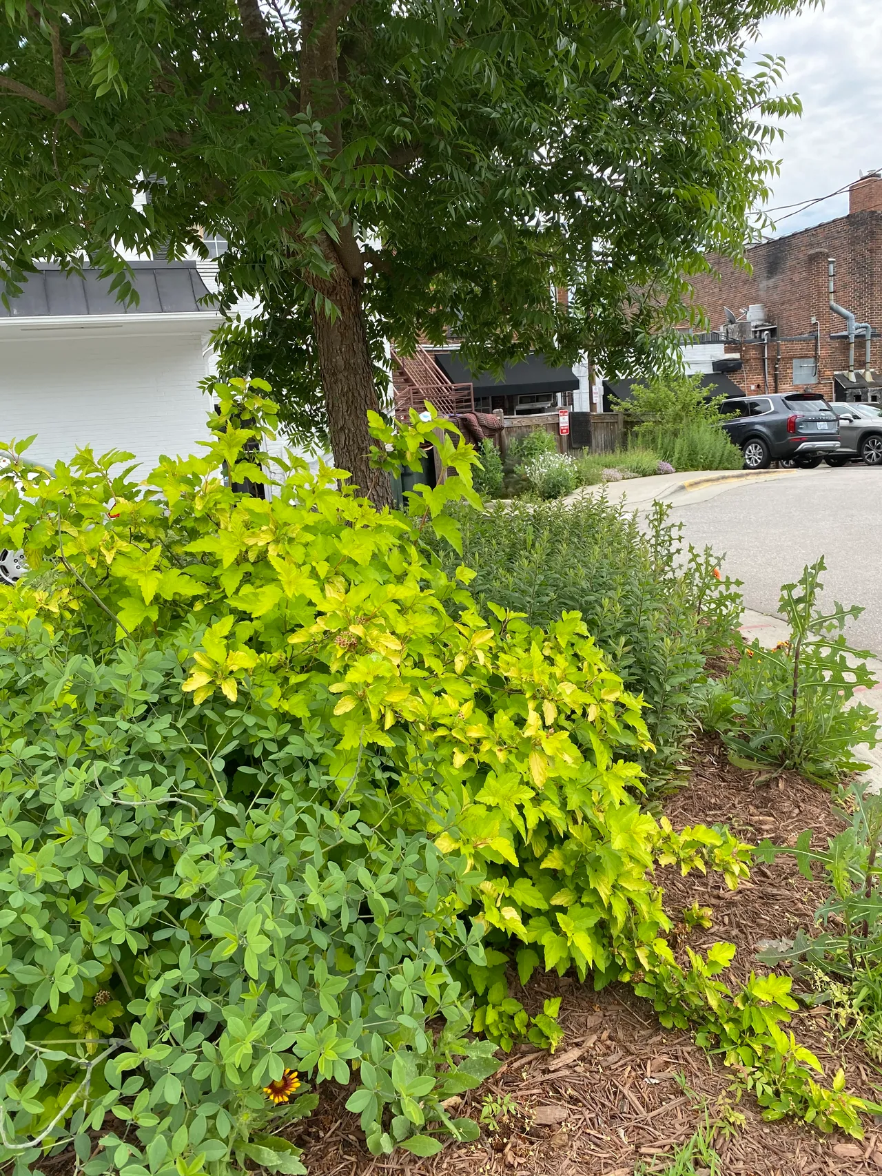 Street bed of golden spirea and rudbeckia after install