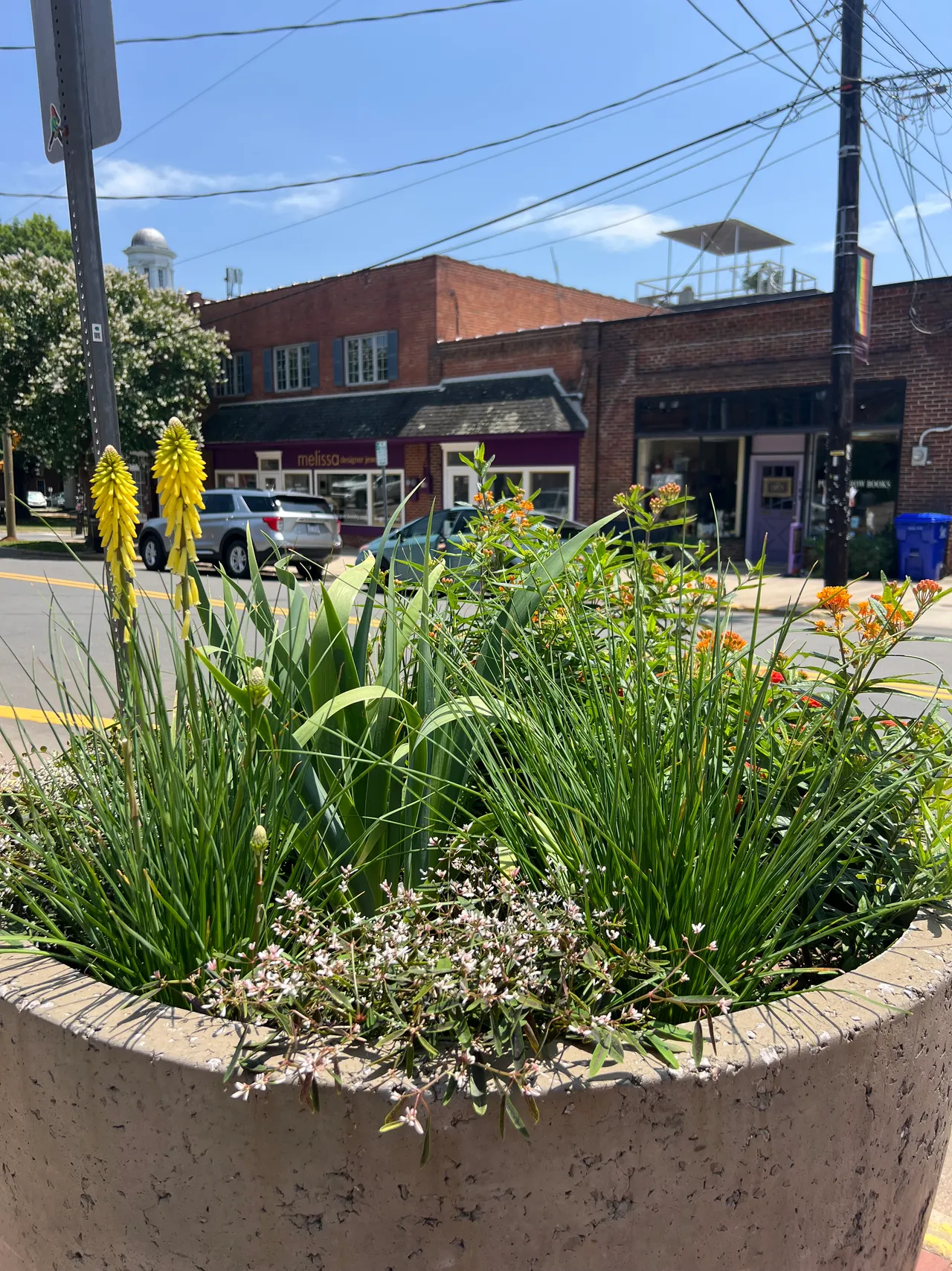 Street planter of kniphofia and ornamental grass