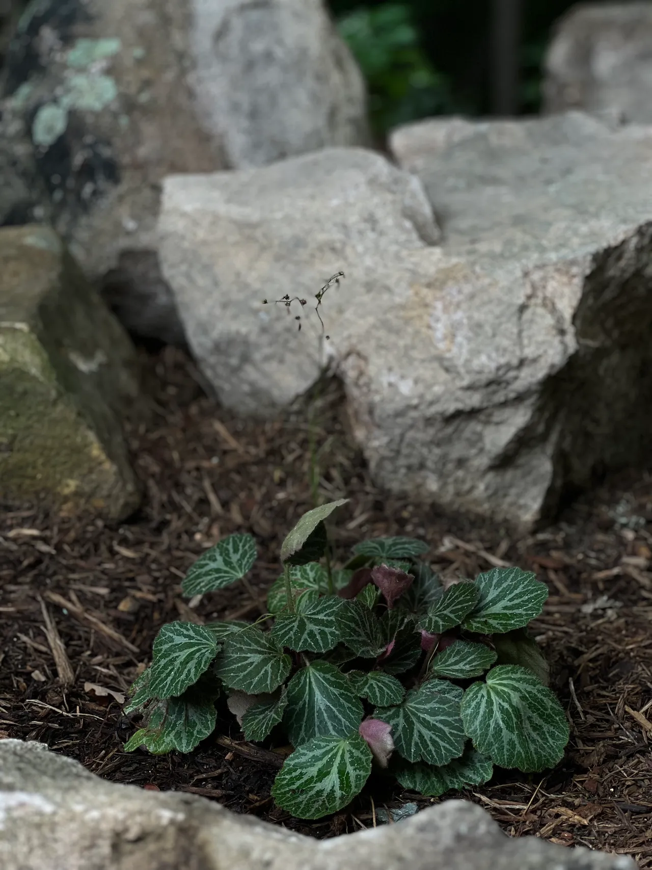 Galax nestled among granite boulders, close up