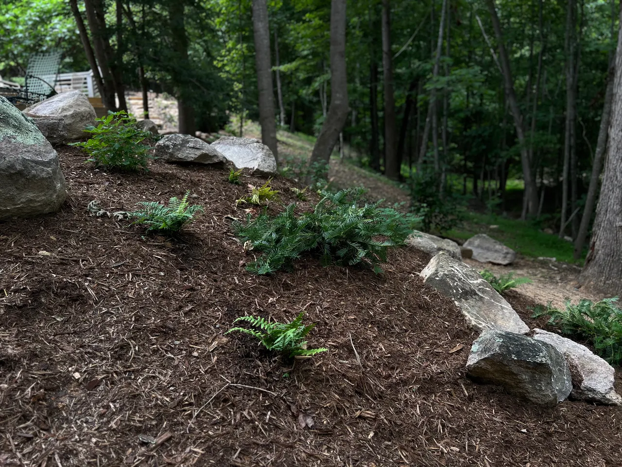 New ferns planted in the slope boulder bed