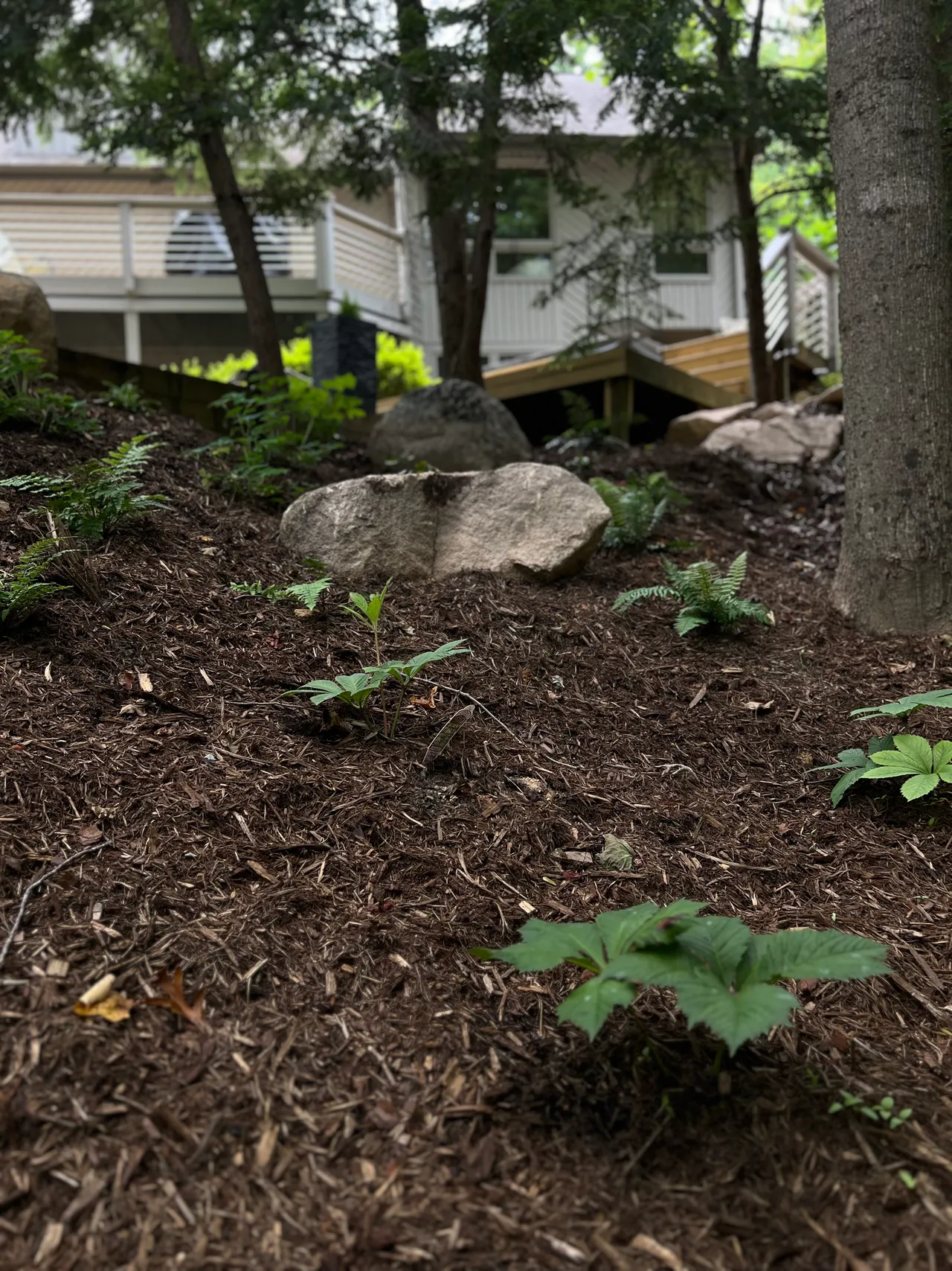 Ferns and trillium among the boulders, seen from the deck