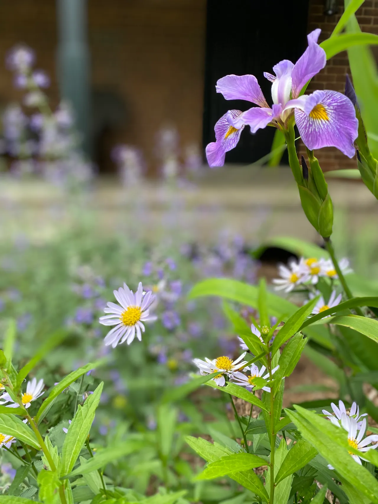 Iris, aster and catmint seen from the porch