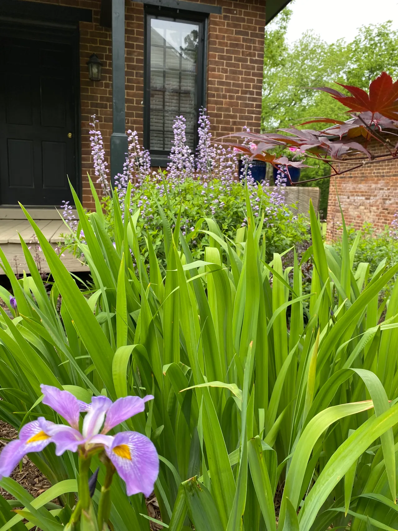 Iris and salvia in front of the brick house