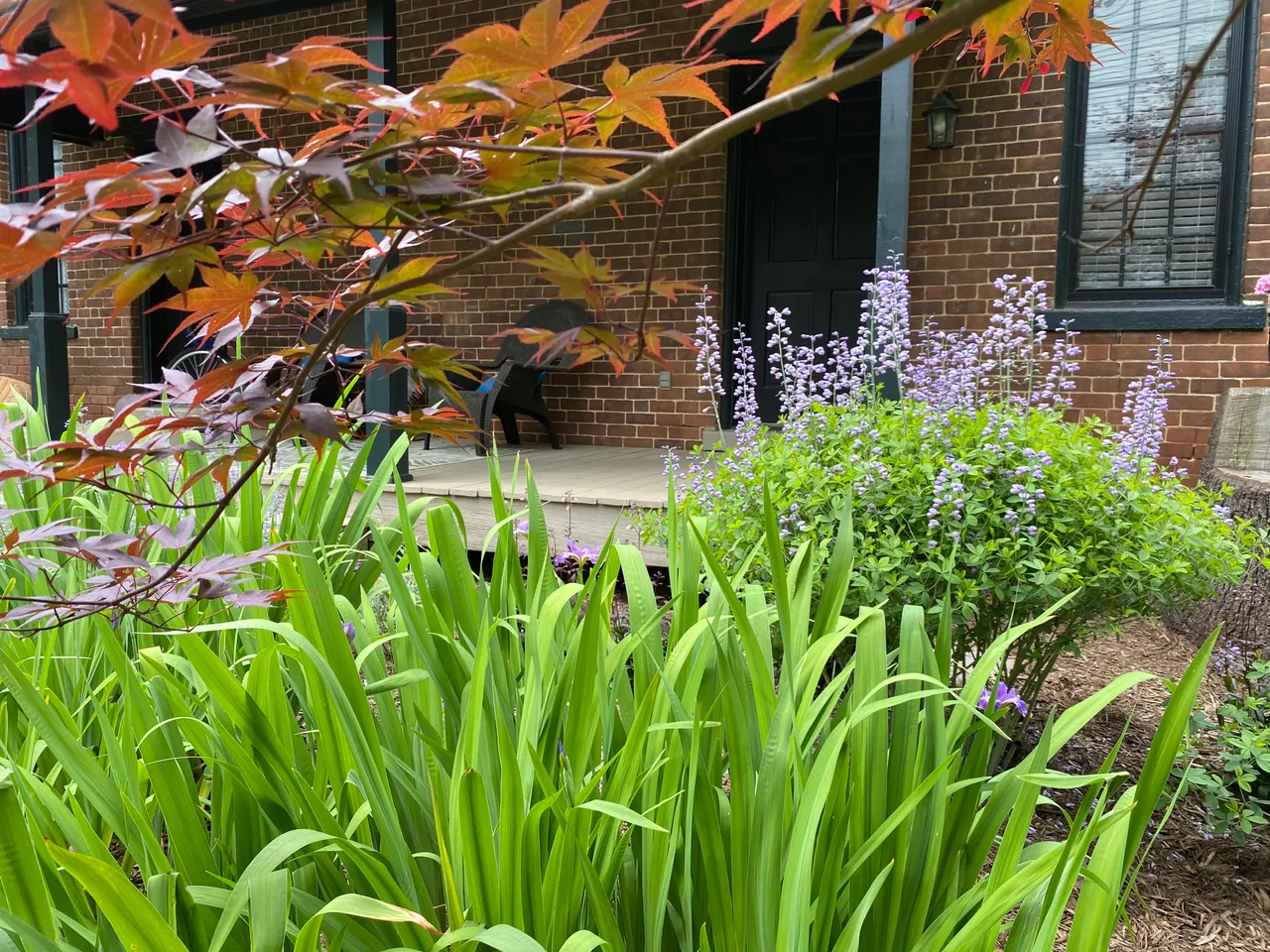 Front garden with iris, salvia and Japanese maple in spring, wide view