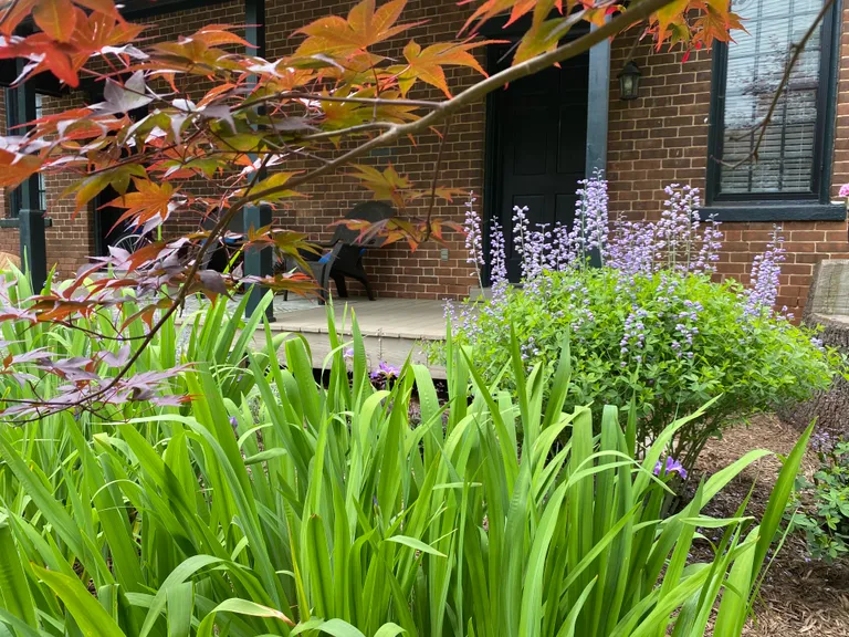 Front garden with iris, salvia and Japanese maple in spring, wide view