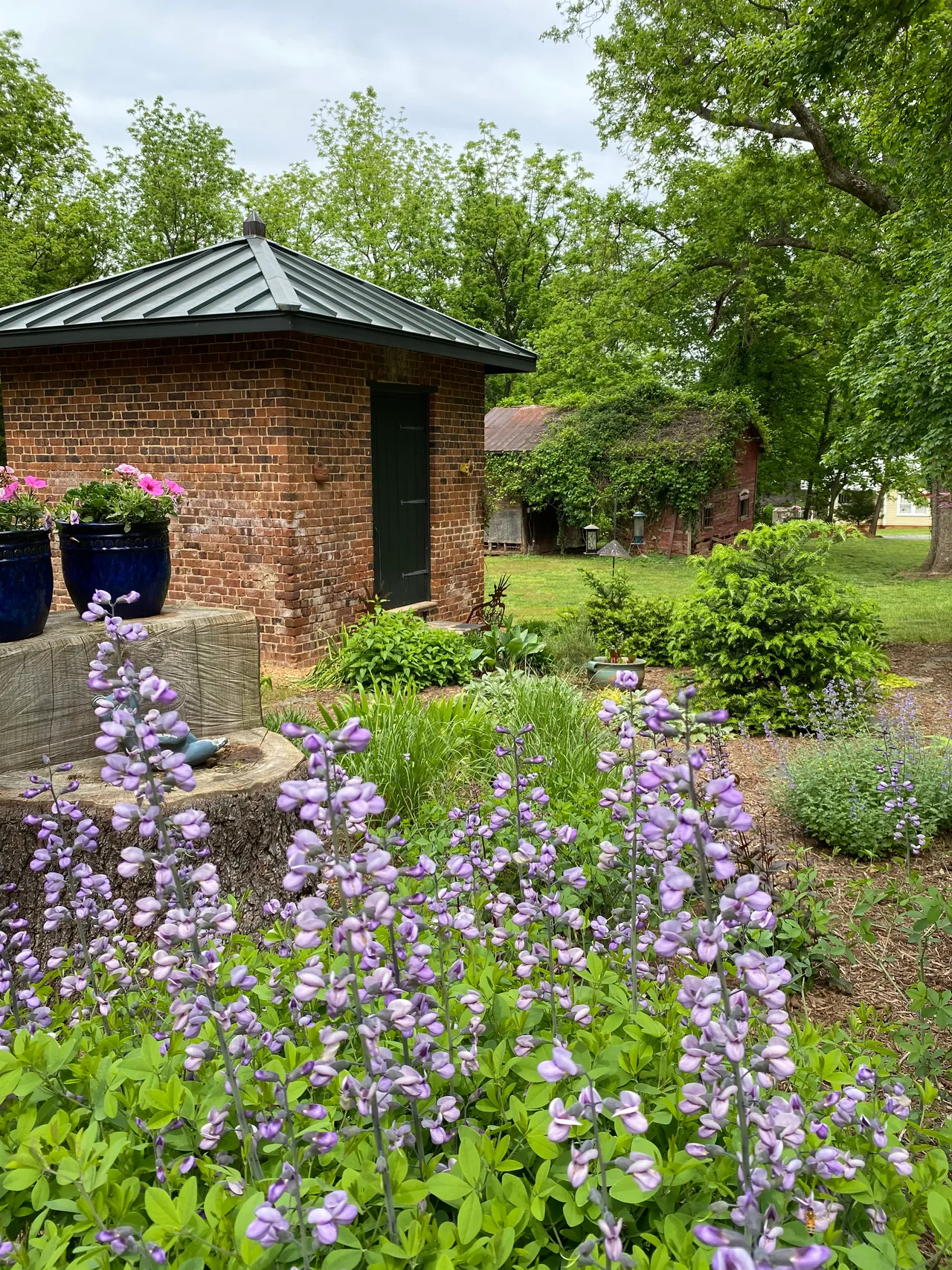 Wisteria blooming against the brick outbuilding