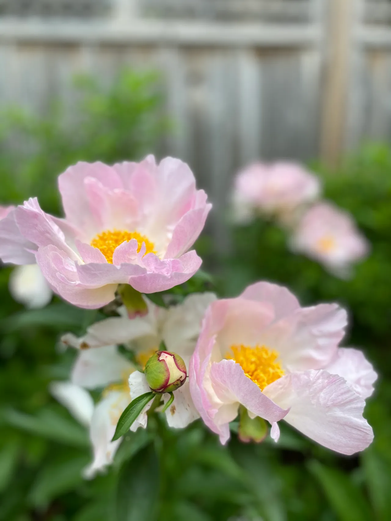 Macro of a peony bloom in spring