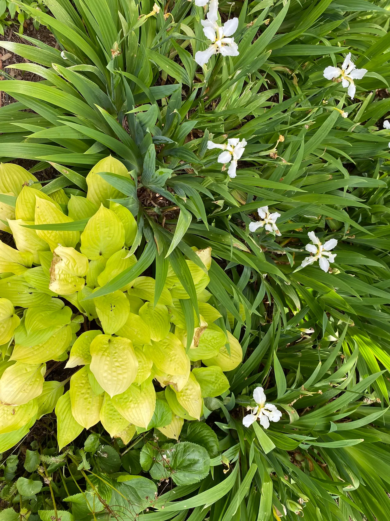 White iris and hosta in the shade garden, overhead view