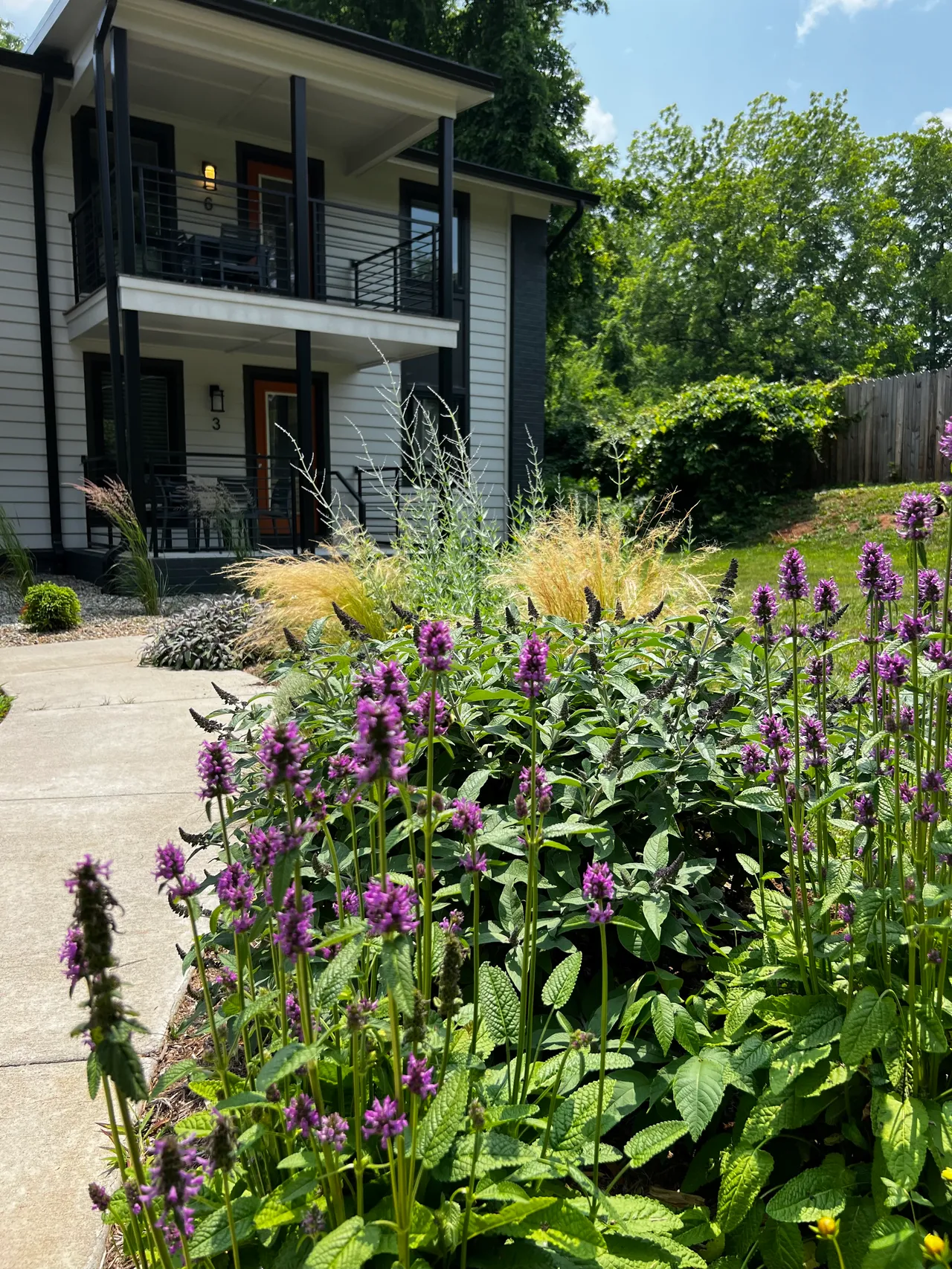 Agastache and feather grass in the sunny front border