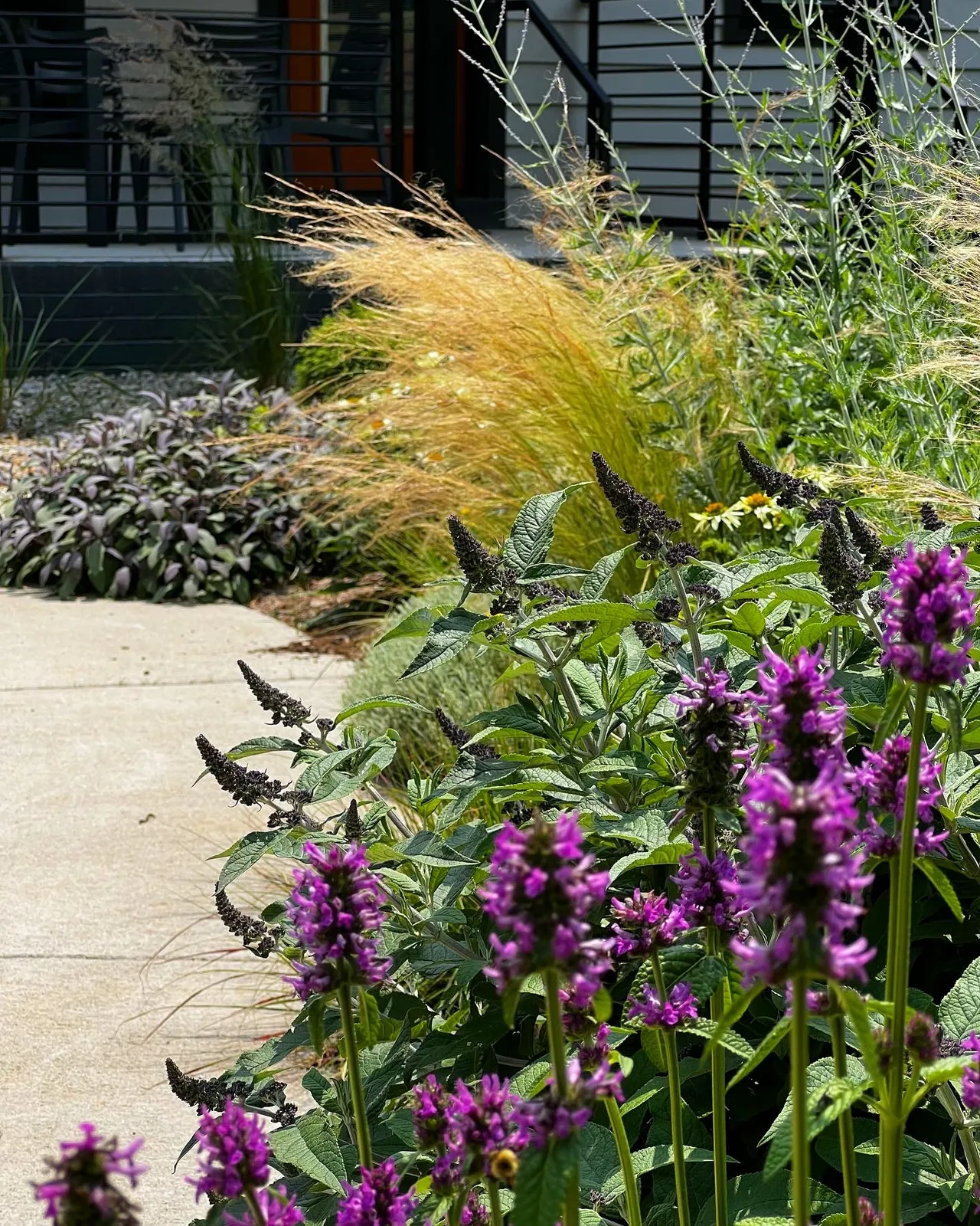 Stachys, feather grass and rudbeckia woven together, border detail