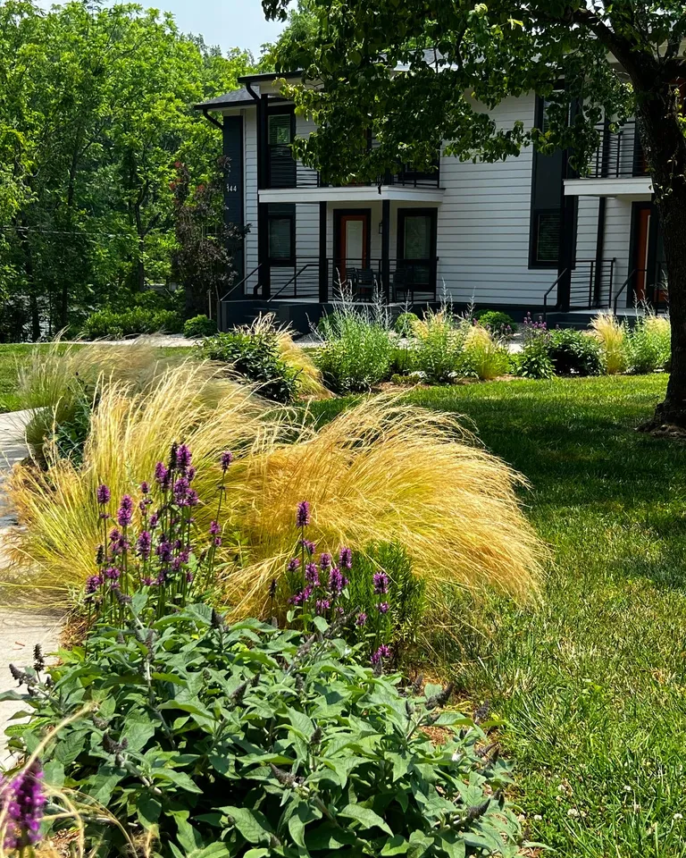 Feather grass and agastache along the front border, wide view of the building