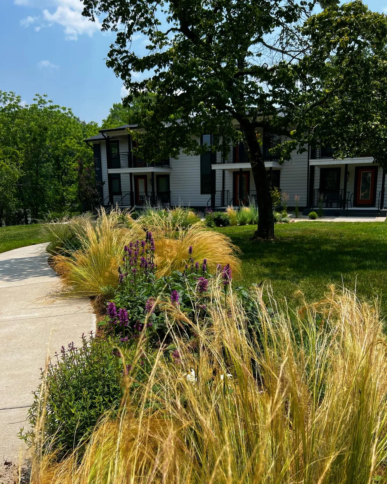 Feather grass and agastache following the curve of the entry walk