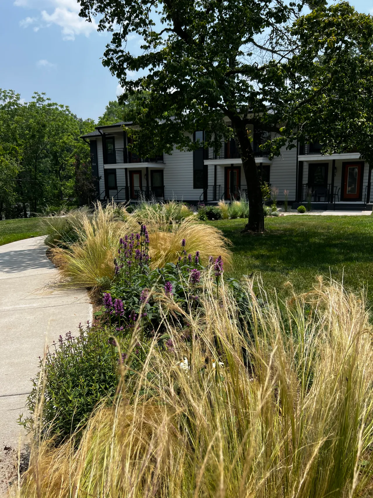 Feather grass and stachys edging the walk, street view