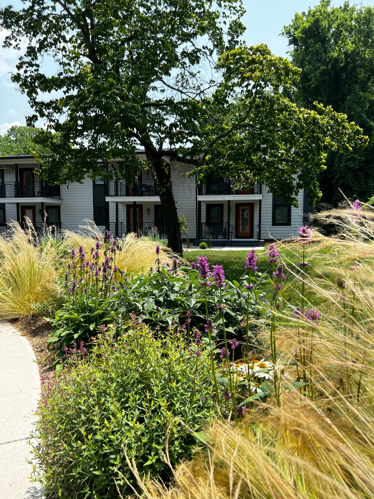 The front border seen from the street, framed by a shade tree