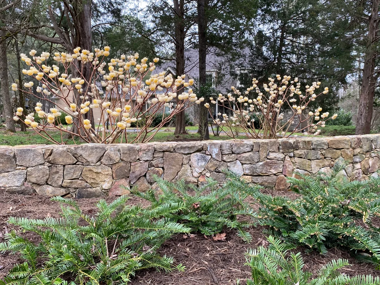 Edgeworthia blooming by the stone wall in early spring