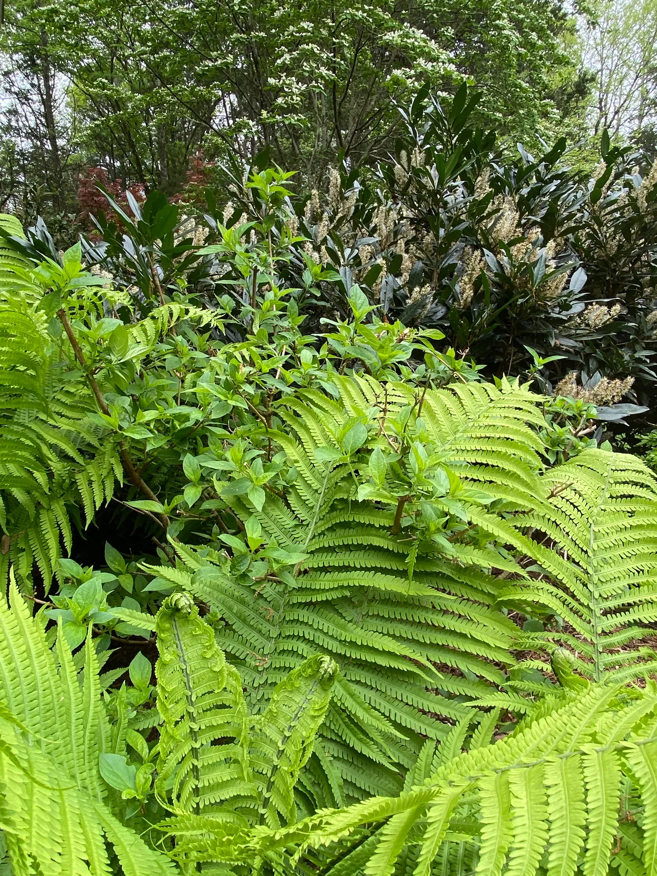 Fern and pieris in bloom, detail