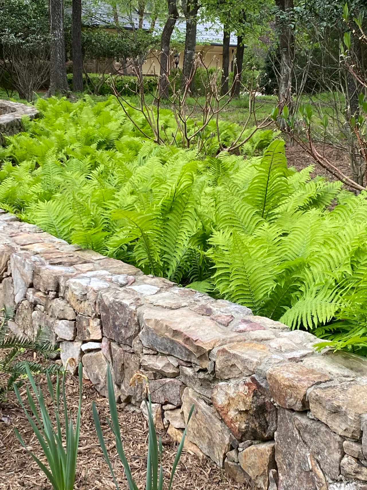 Ferns cascading over the corner of the stone wall