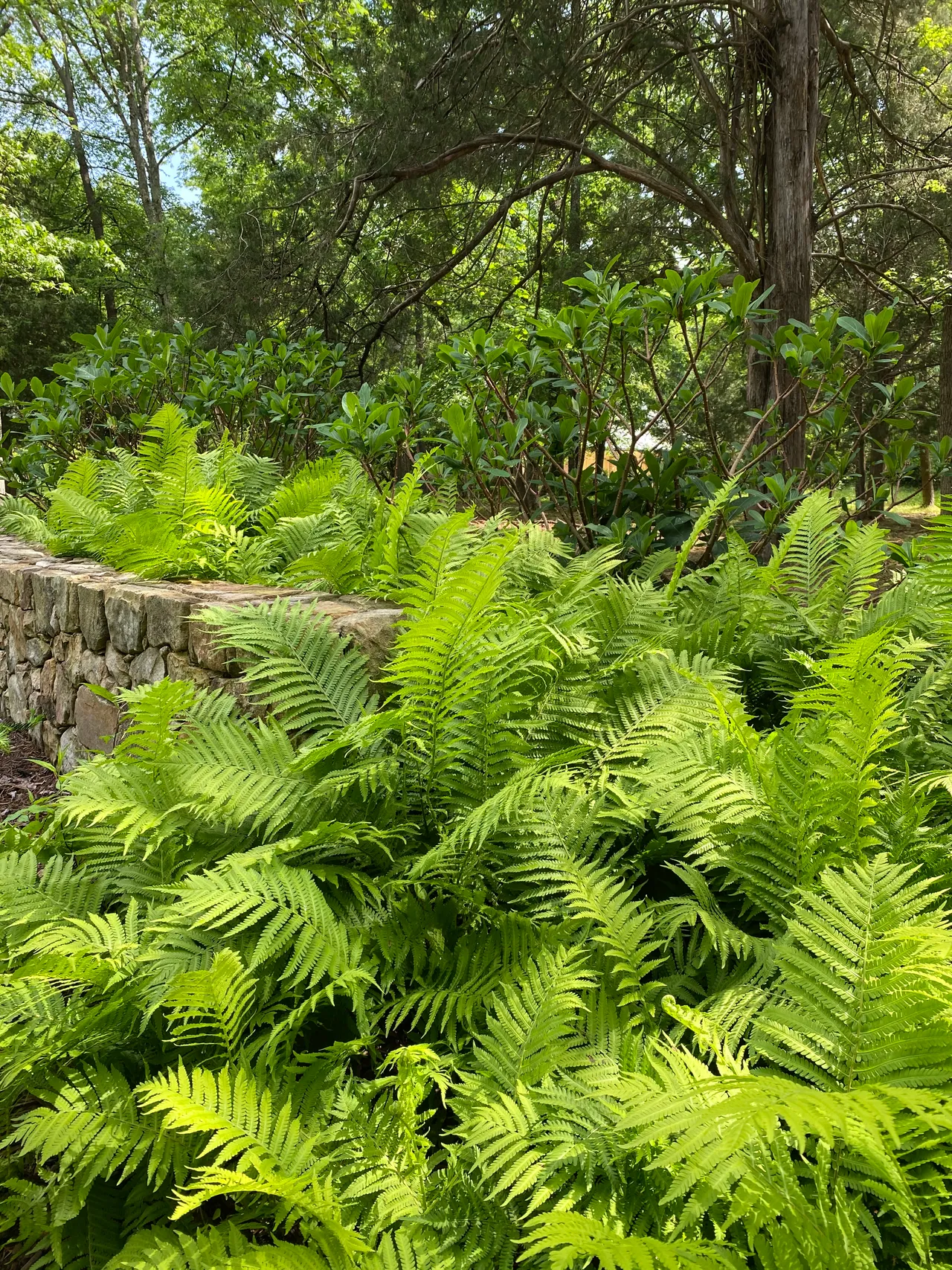Ferns spilling over the stone wall corner